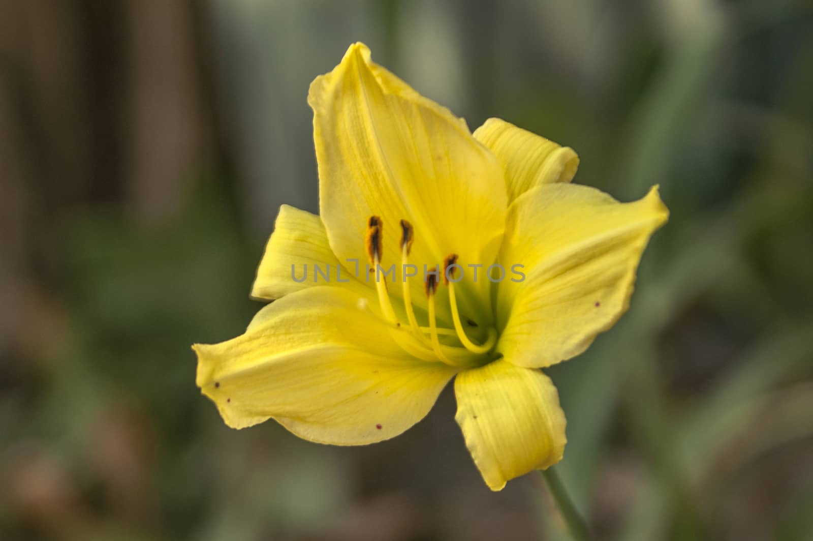 Spring background with beautiful yellow flowers