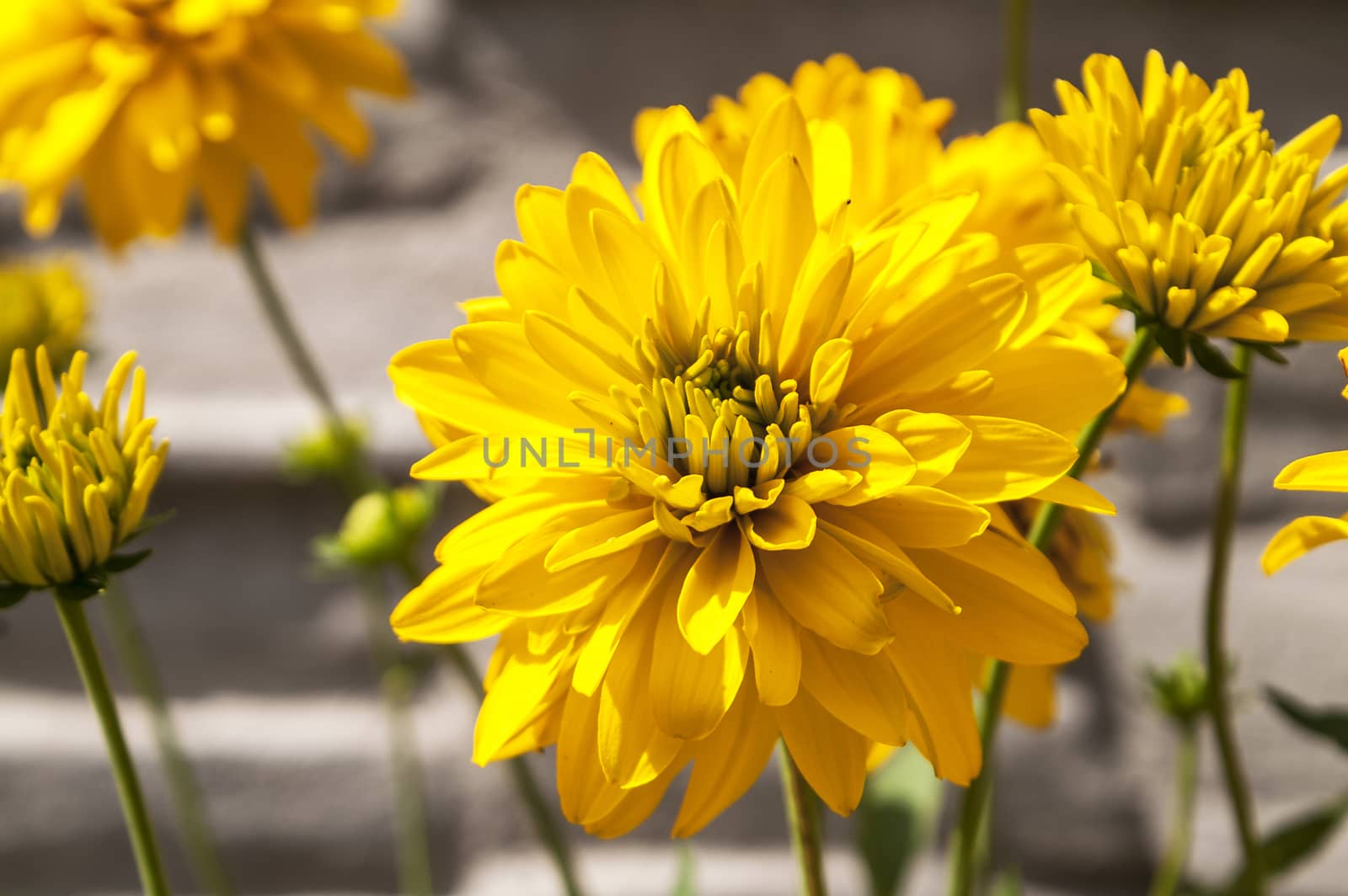 The blossoming blossomed yellow flowers in the summer afternoon under the sun