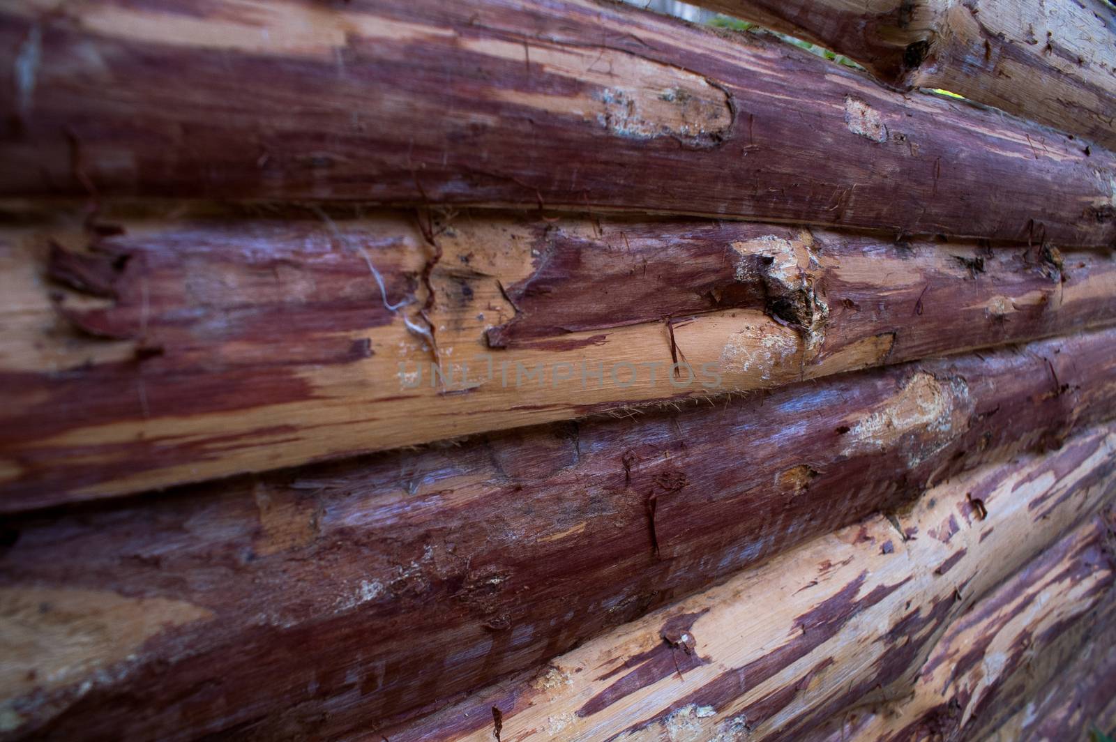 Texture and background from the raw tree in the natural form