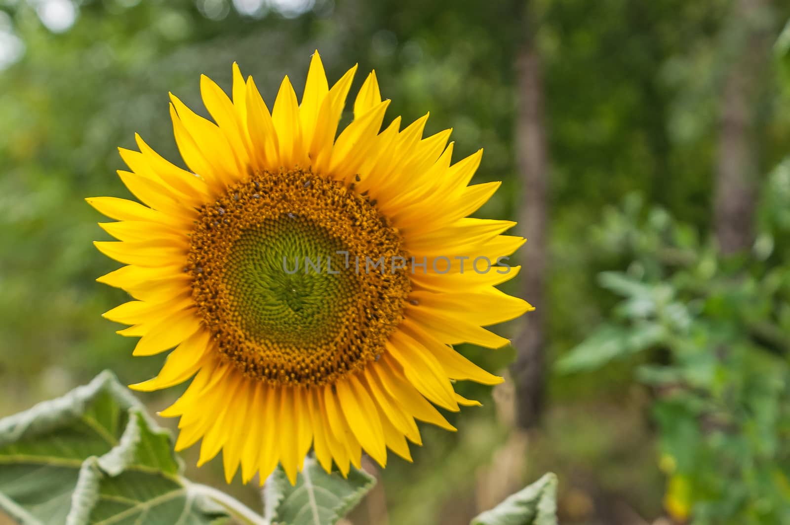 The flower of a yellow sunflower blossoming independently in the wood