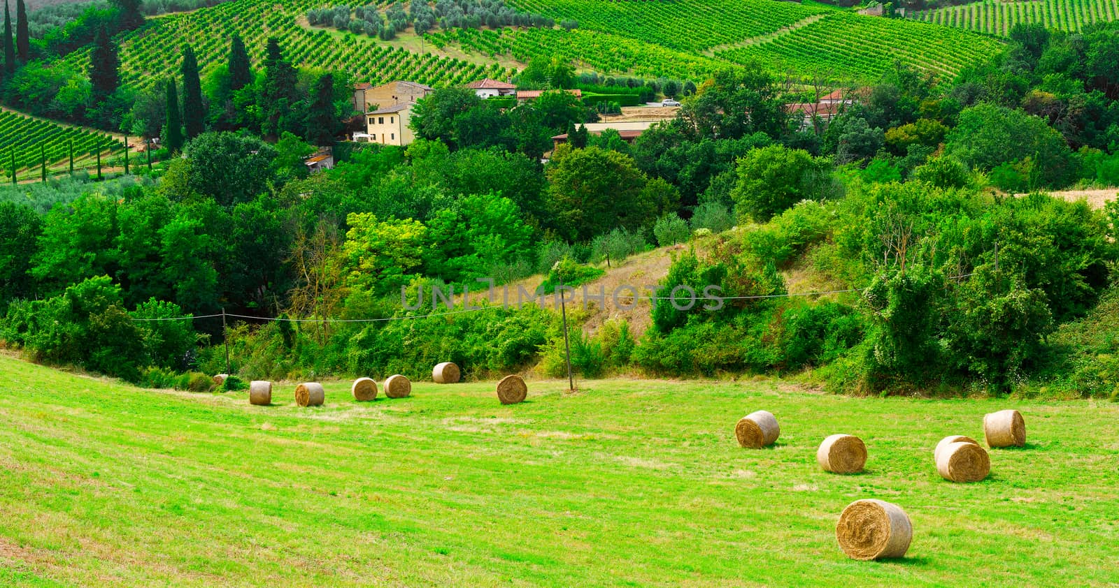 Landscape with Many Hay Bales and Vineyard