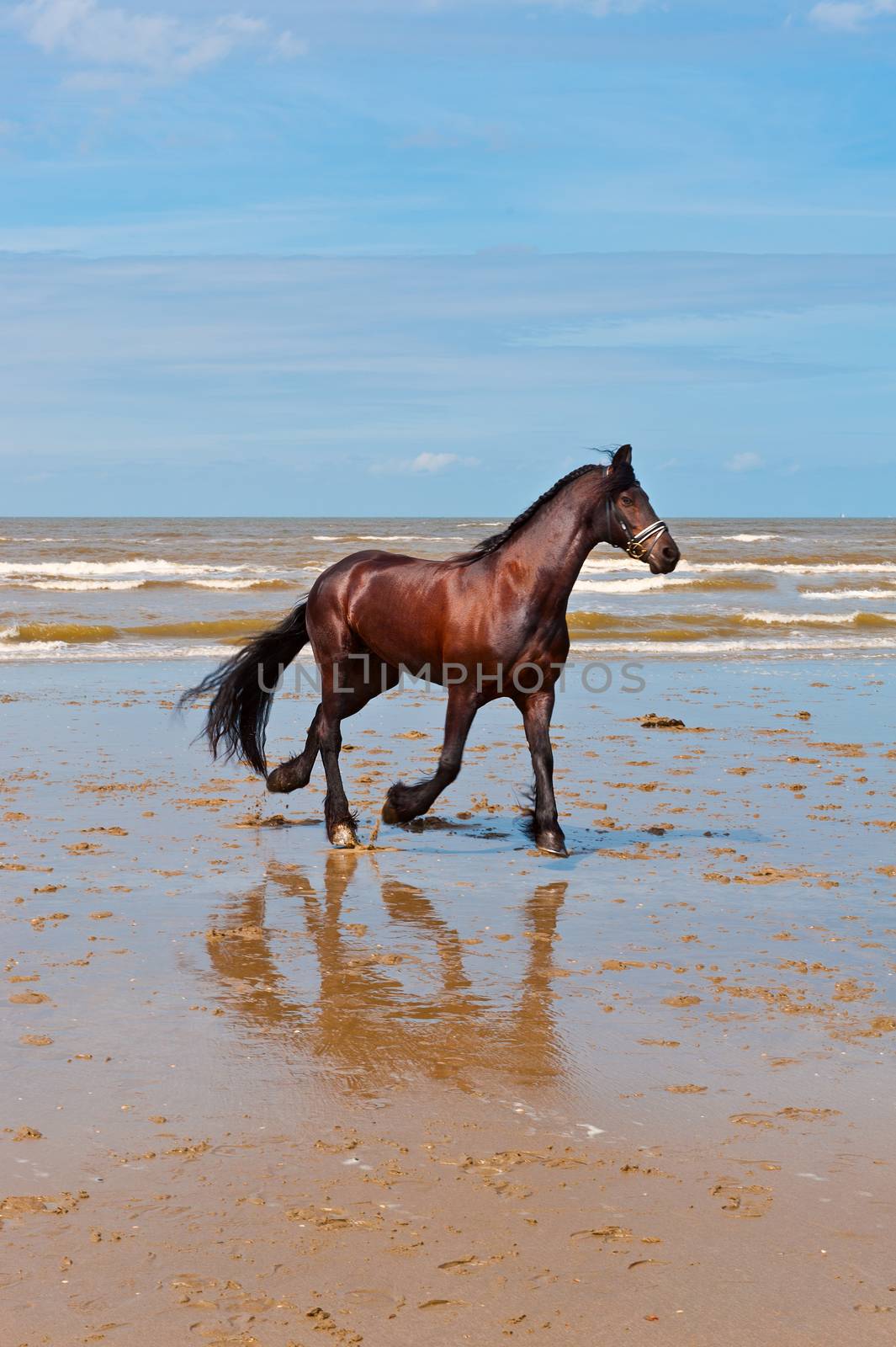 Dancing Horse on the North Sea Coast in Zealand in Netherlands