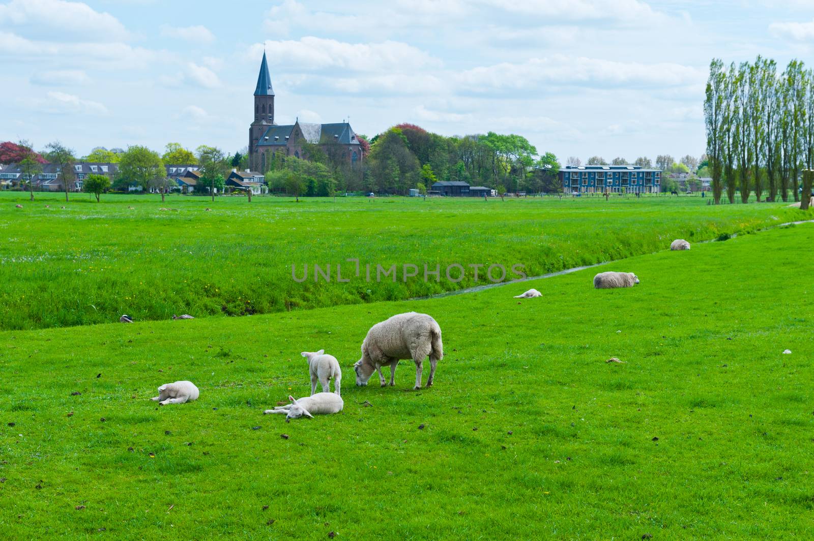 Sheep Grazing on Green Meadow near a Small Dutch Town