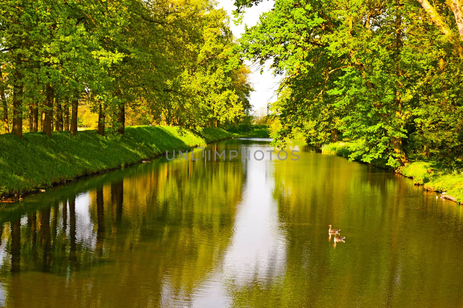 Greenwood on the Canal Bank in the Netherlands