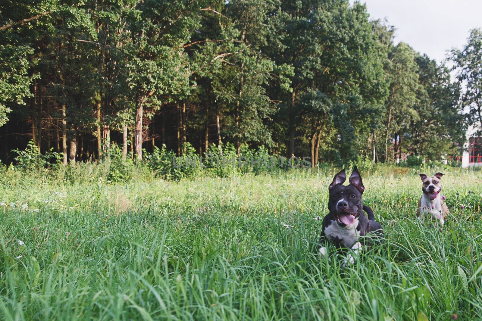 Dogs running on green field in park