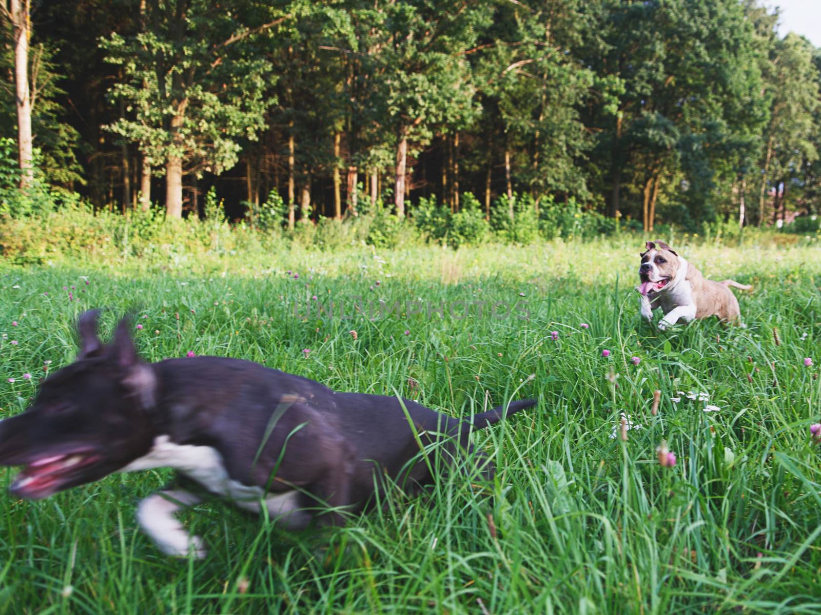 Dogs running on green field in park