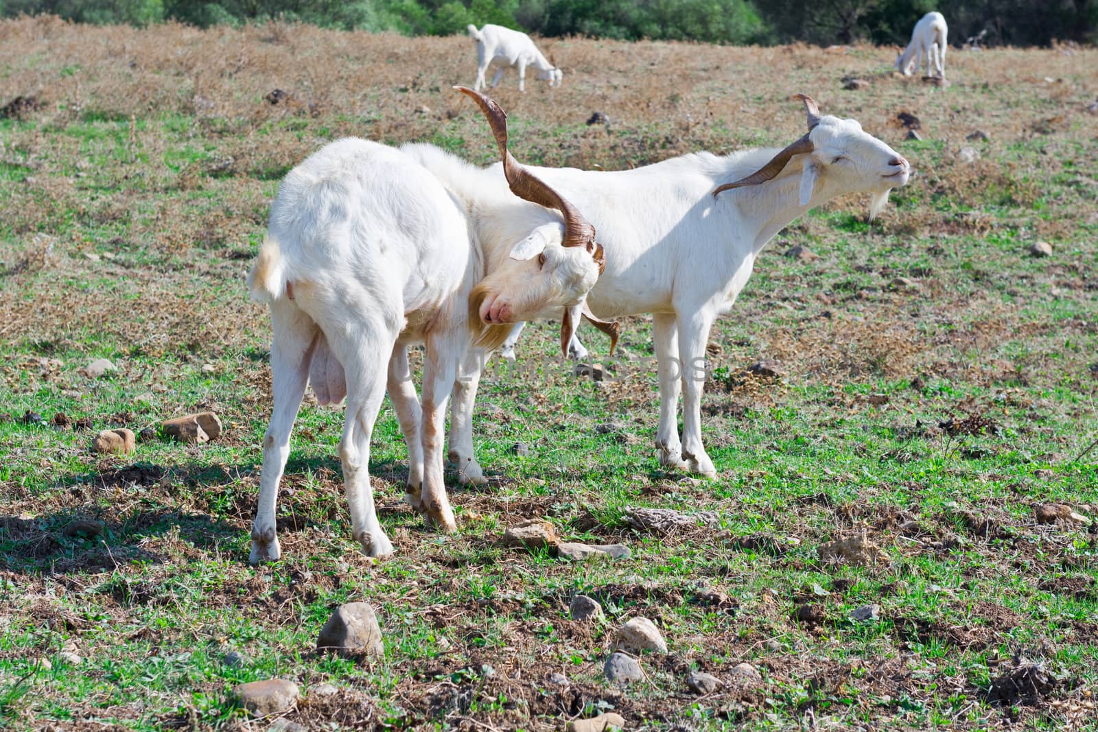 Couple of White Goats Grazing on Green Pasture in Spain