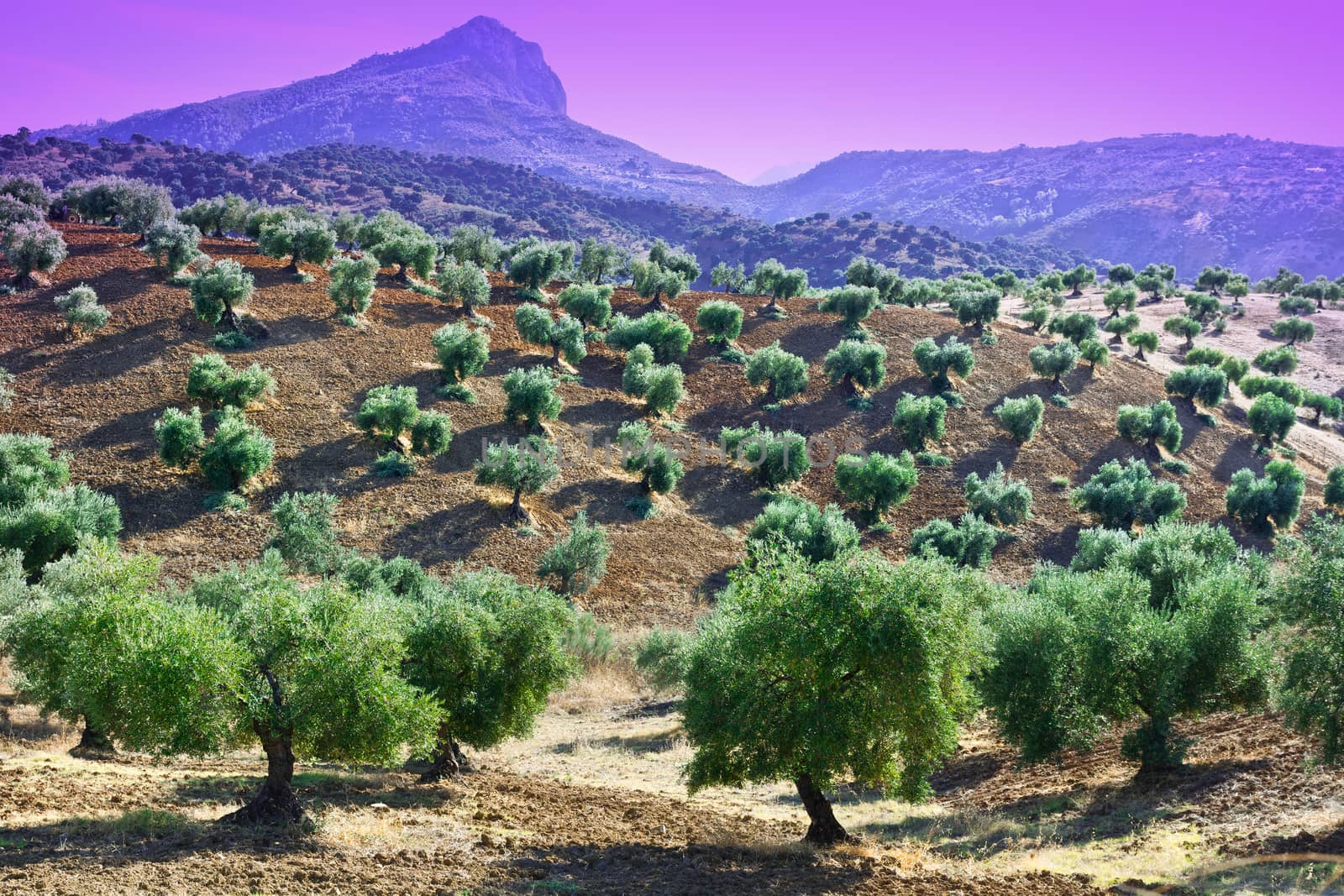 Olive Groves and Plowed Sloping Hills of Spain in the Autumn at Sunset