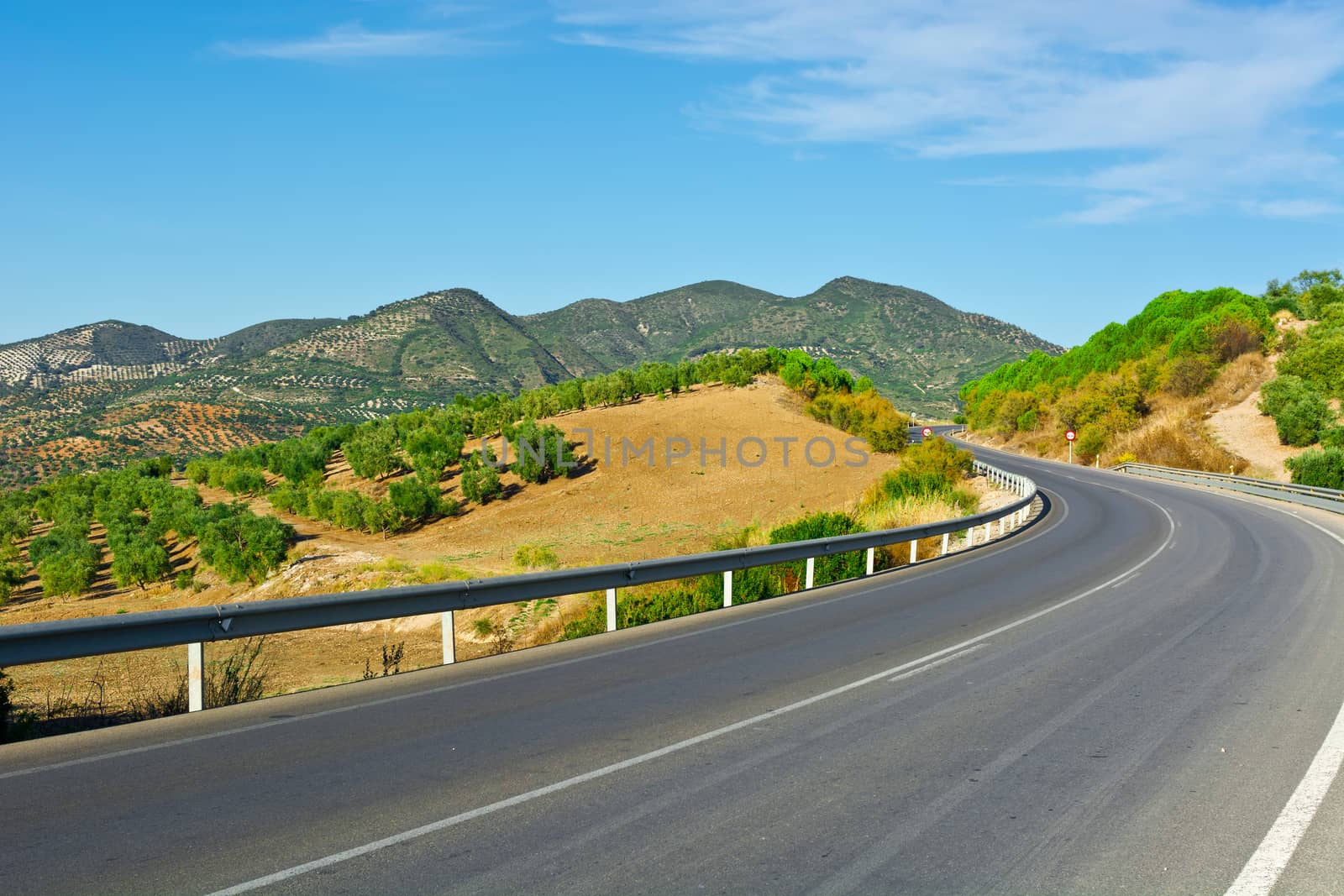 Winding Asphalt Road between the Olive Groves in Spain