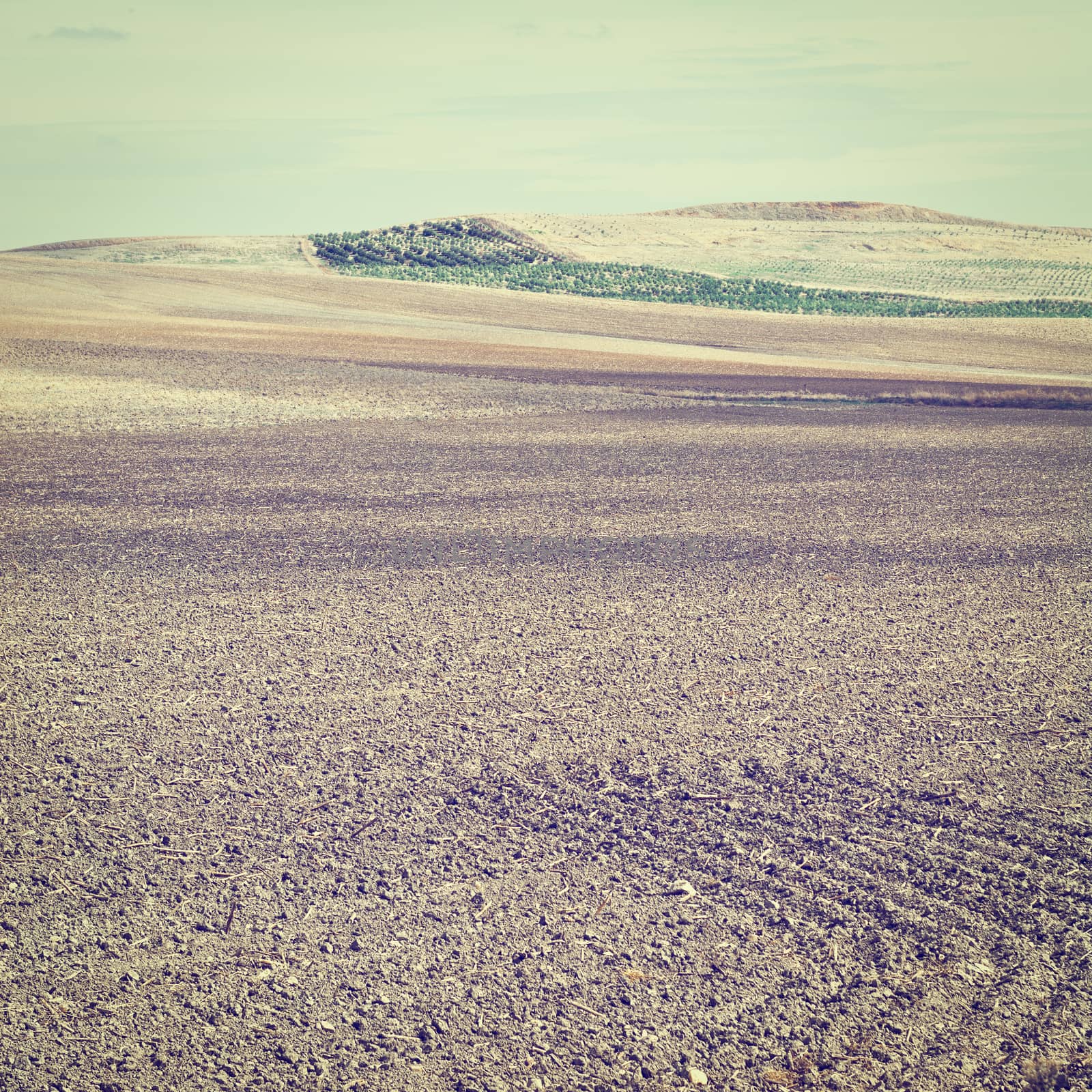 Plowed Sloping Hills of Spain in the Autumn on the Background of the Olive Groves, Instagram Effect