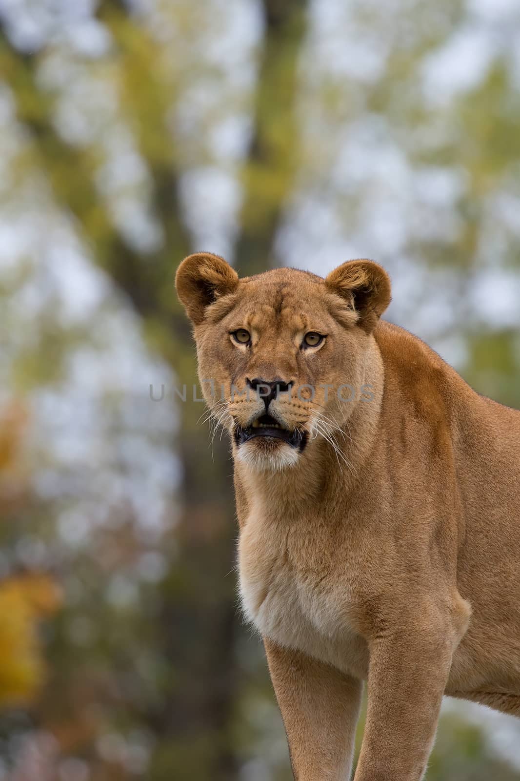 Lioness in the wild, a portrait in a clearing