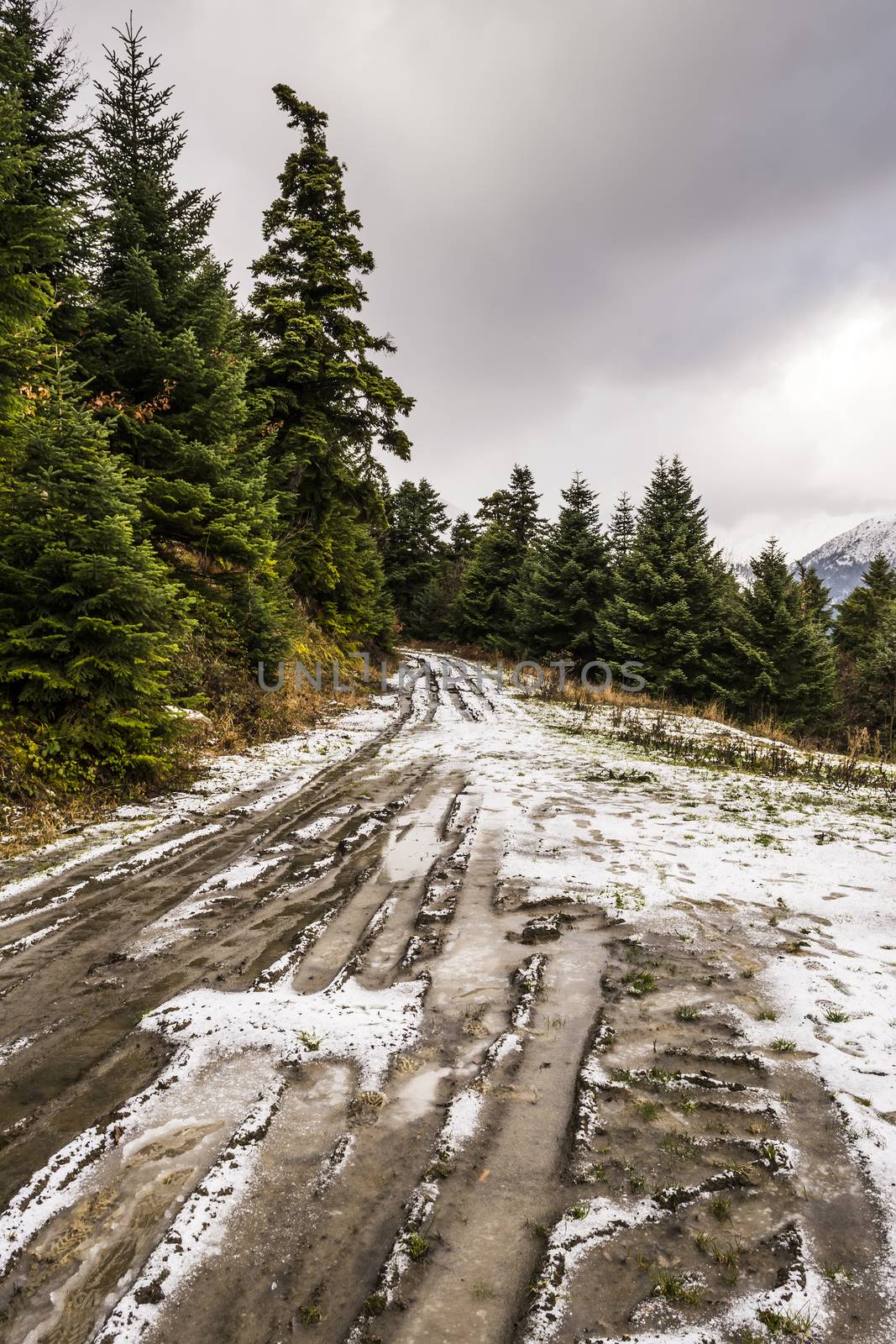 Snowed Trail Passing through Forest  by ankarb