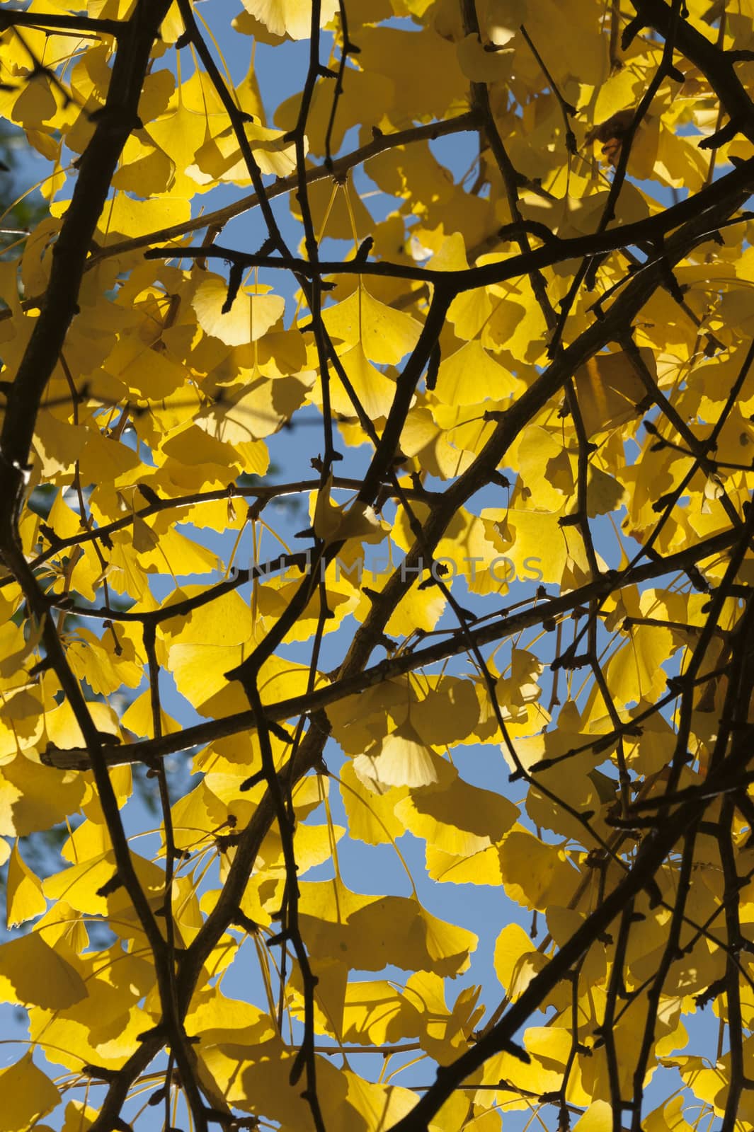 Ginkgo biloba leaves in autumn, ginkgo or gingko, maidenhair tree, is the only living species in the division Ginkgophyta