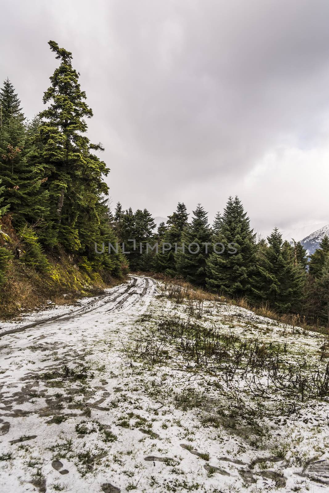 Snowed Trail Passing through Forest  by ankarb