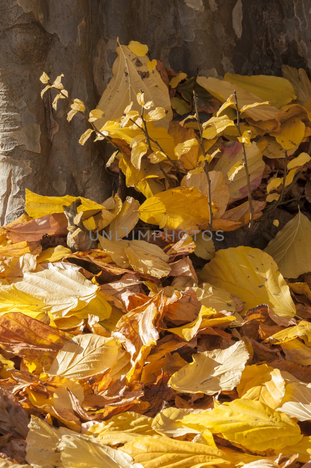 Parrotia persica tree leaves in autumn, commonly called Persian  by AlessandroZocc