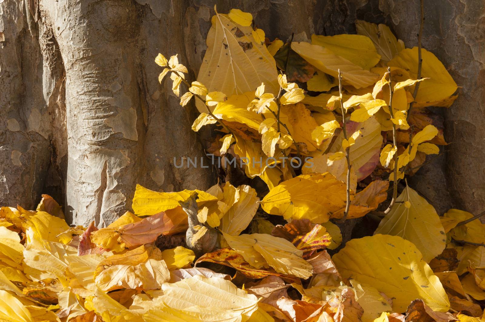 Parrotia persica tree leaves in autumn, commonly called Persian  by AlessandroZocc