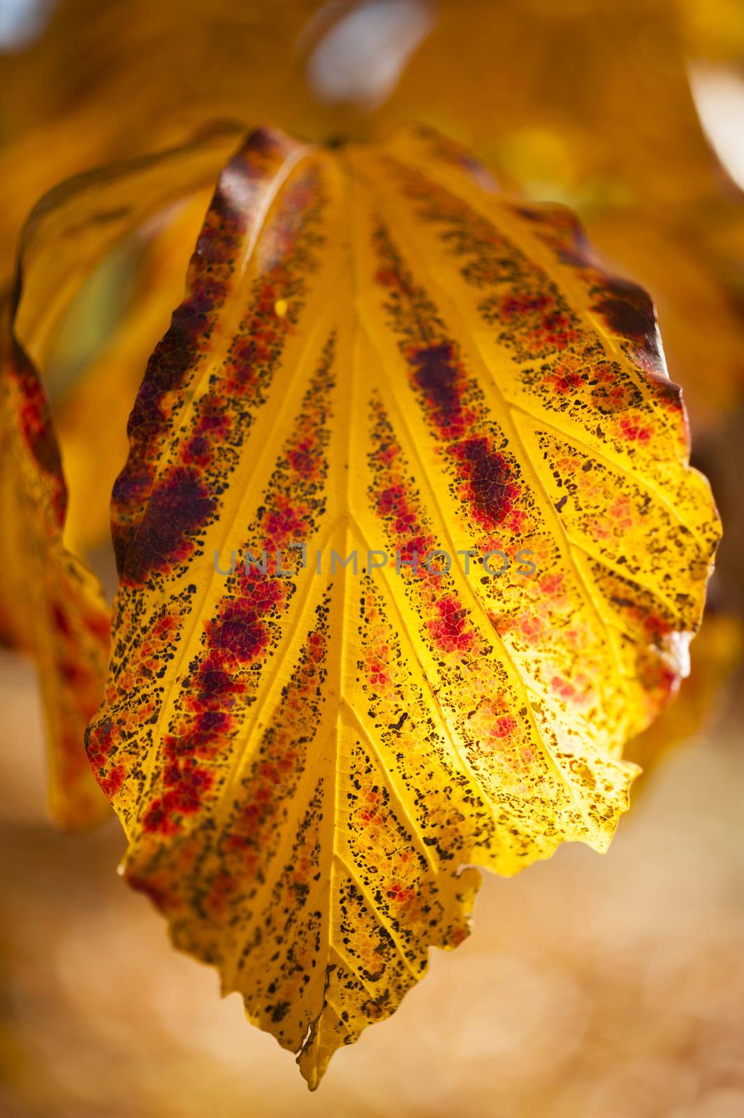 Parrotia persica tree in autumn, commonly called Persian ironwood, deciduous tree in the family Hamamelidaceae