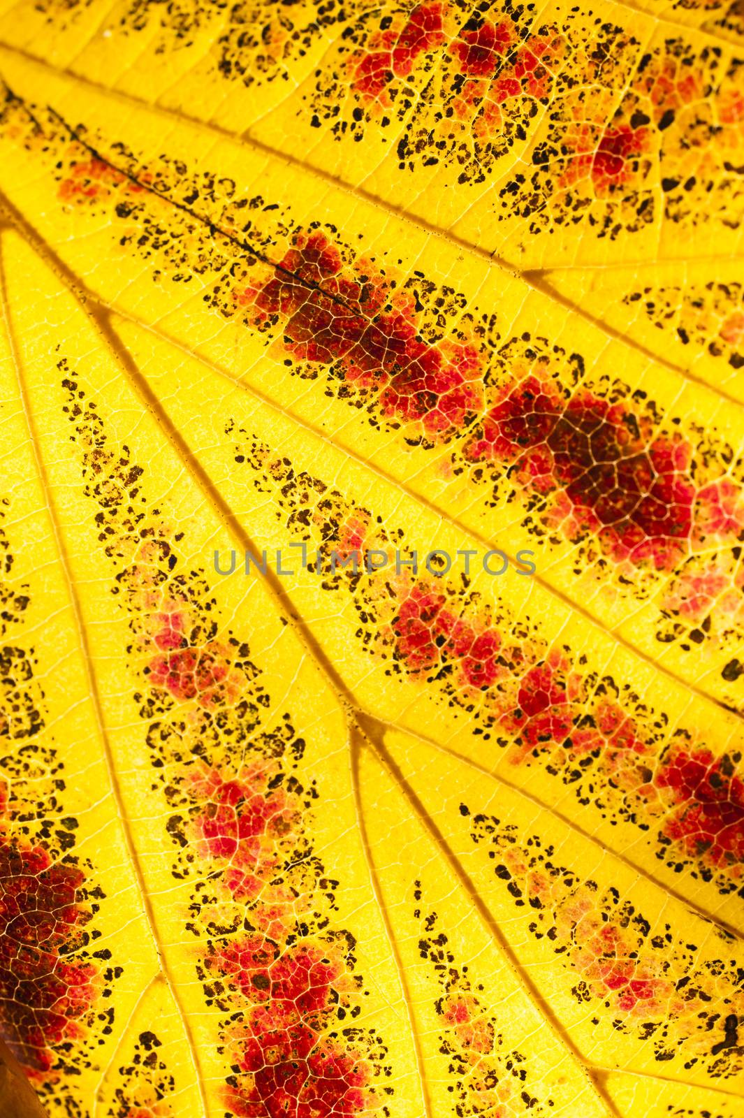 Parrotia persica tree leaves in autumn, commonly called Persian  by AlessandroZocc
