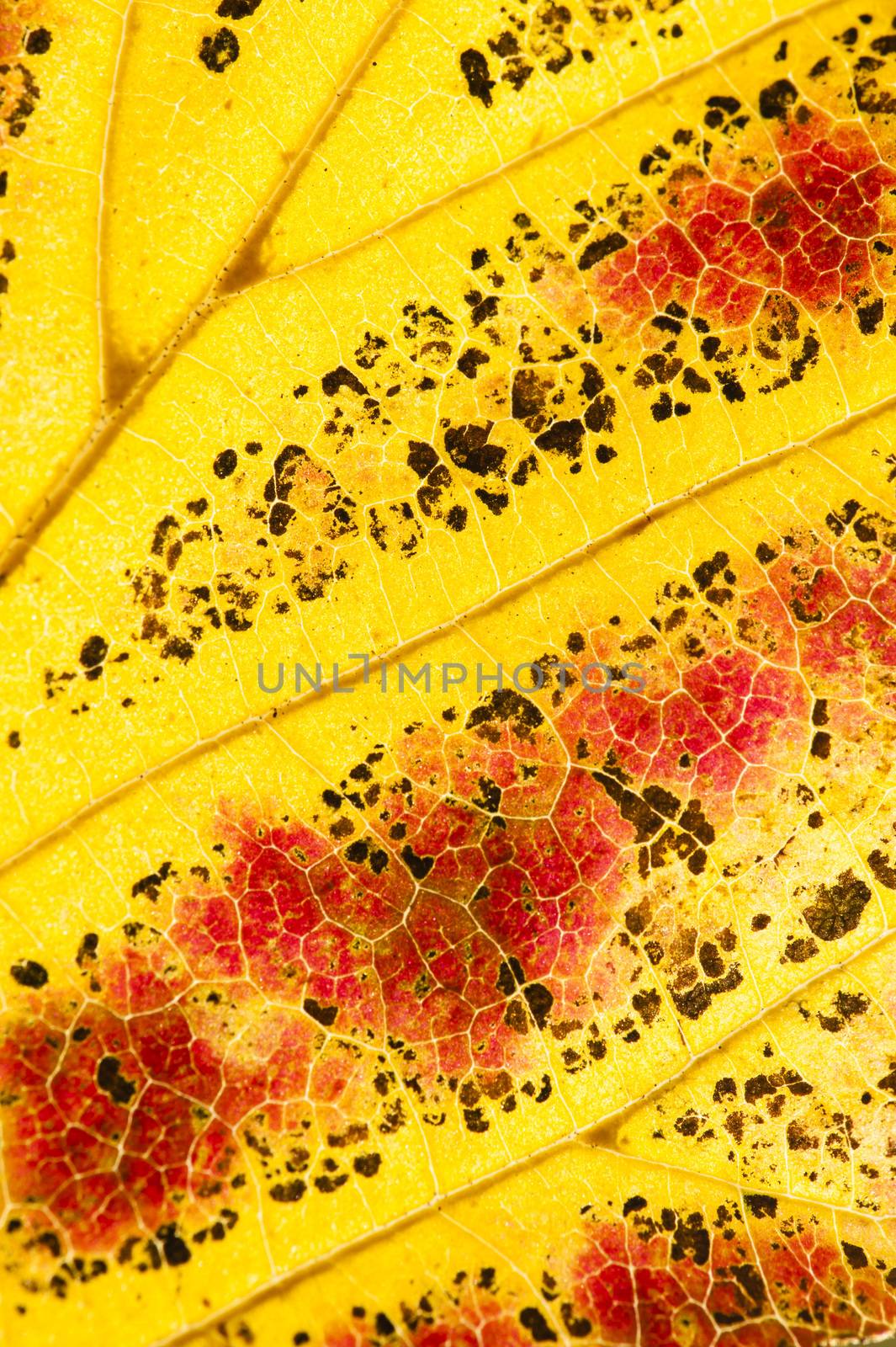 Parrotia persica tree leaves in autumn, commonly called Persian  by AlessandroZocc