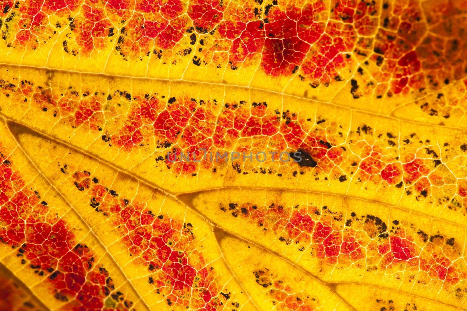 Parrotia persica tree leaves in autumn, commonly called Persian  by AlessandroZocc