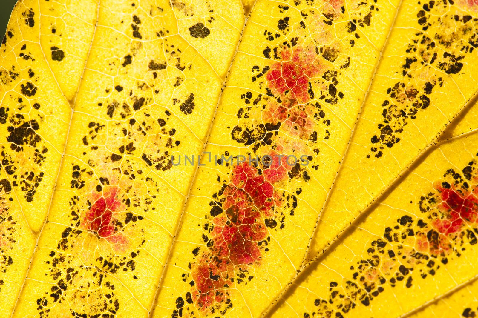 Parrotia persica tree in autumn, commonly called Persian ironwood, deciduous tree in the family Hamamelidaceae