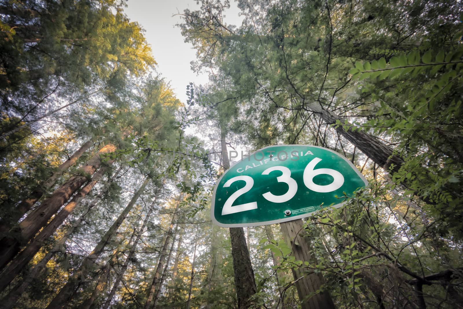 Street sign at Big Basin State Park