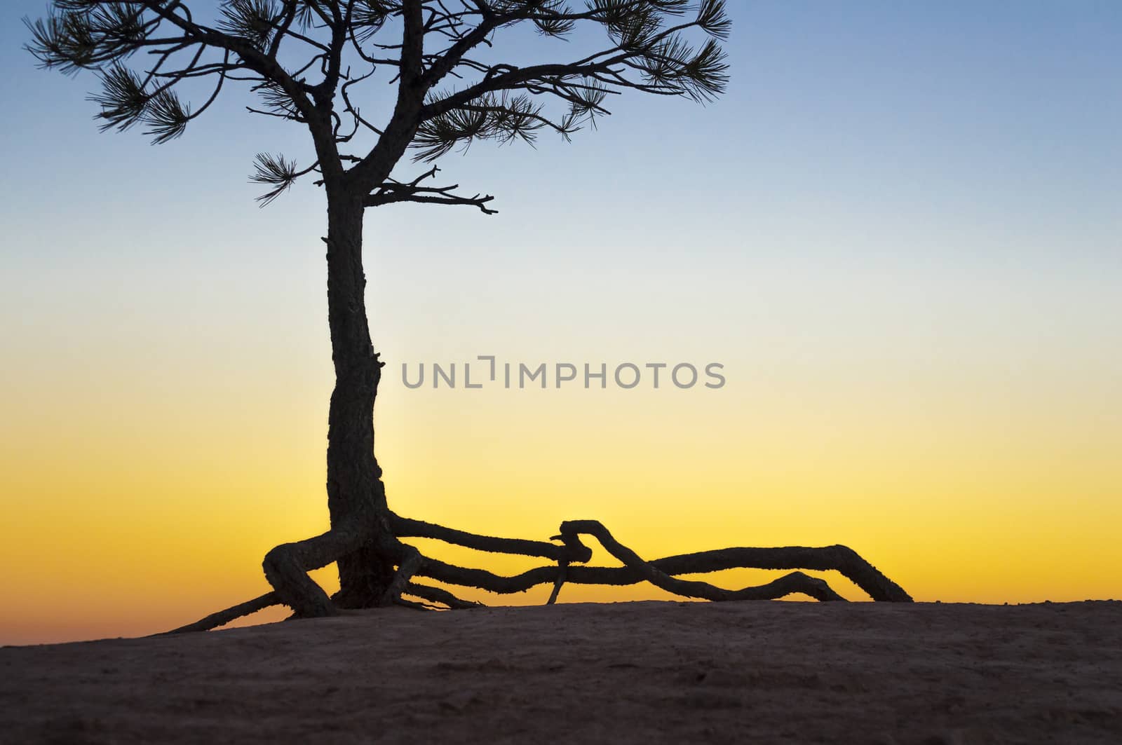 Tree and roots growing on a rock in Bryce Canyon National Park