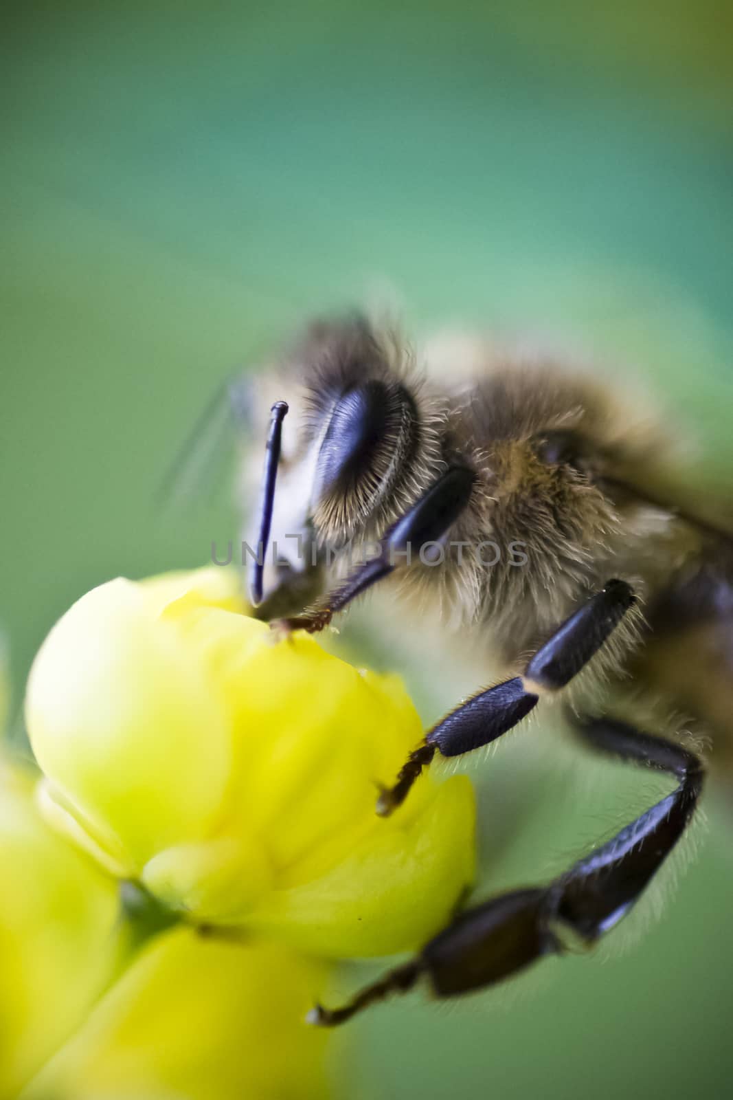 Macro photograph of a european honey bee