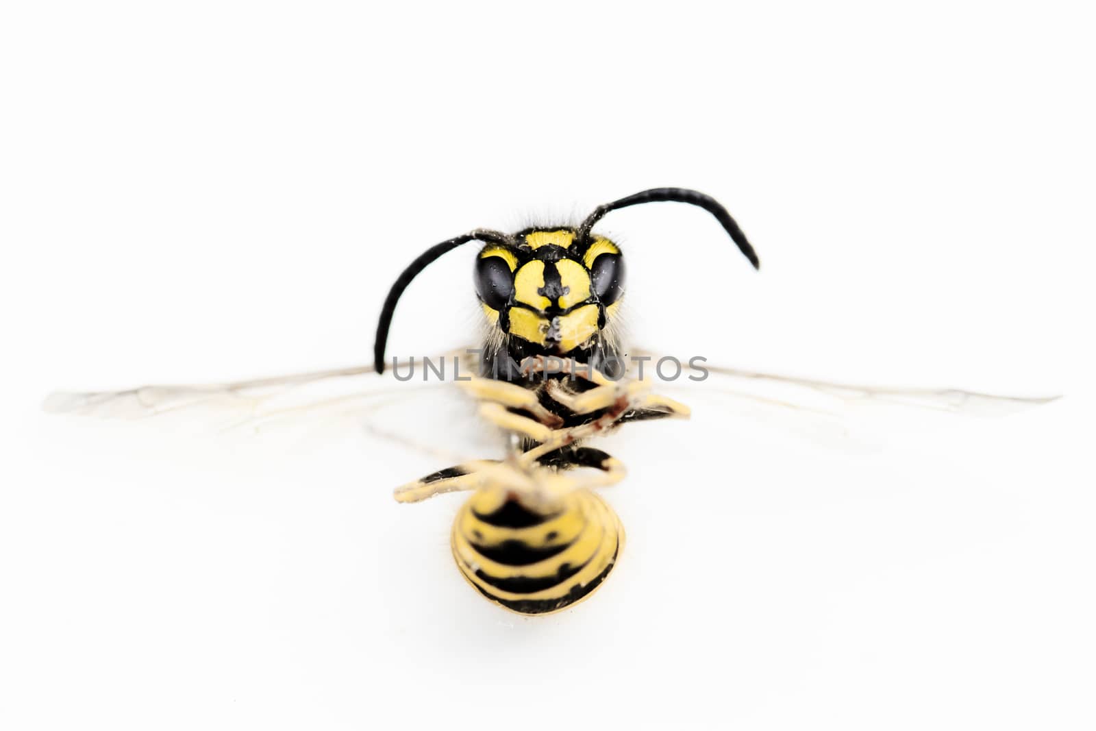 Macro photograph of a european wasp