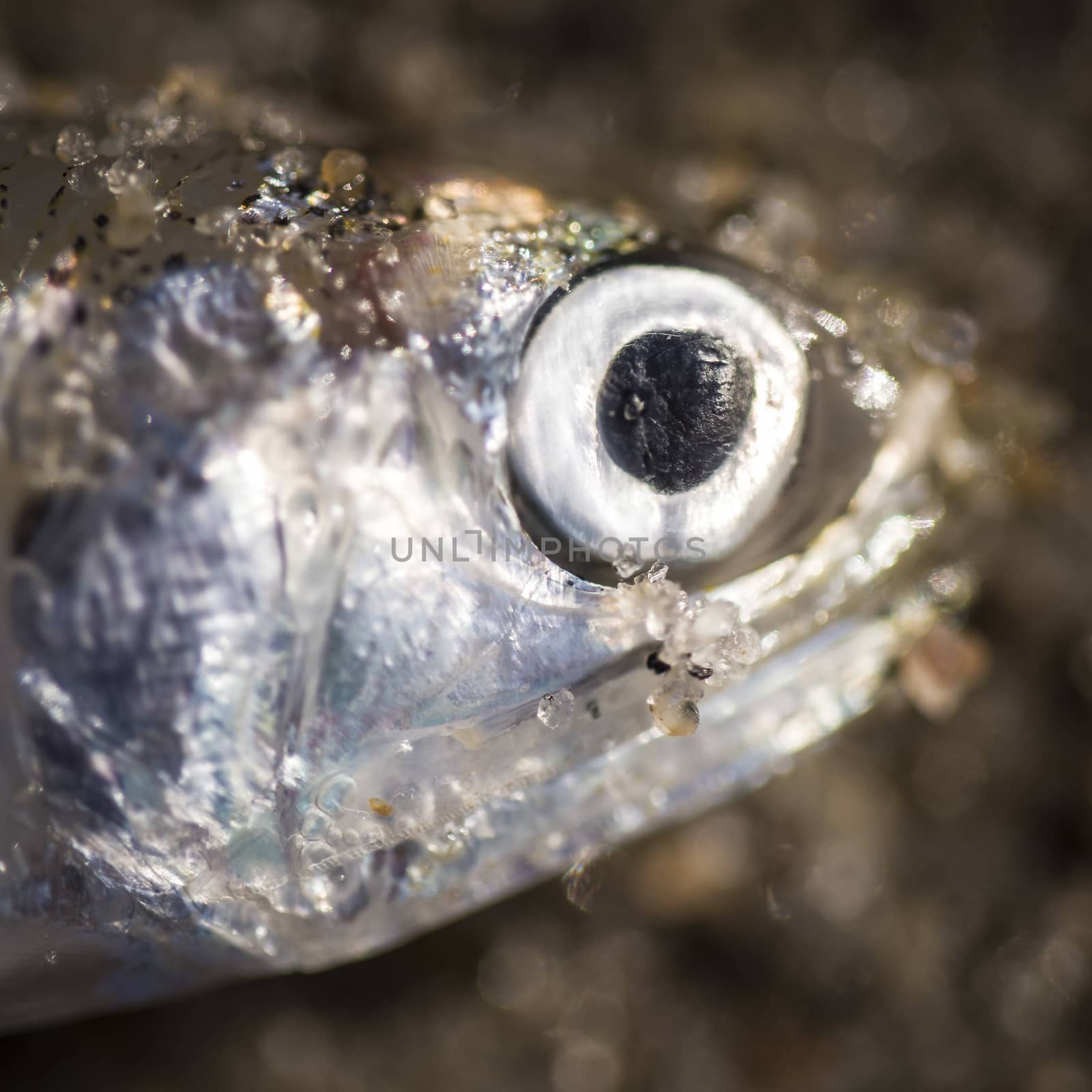 Macro photograph of a dead fish