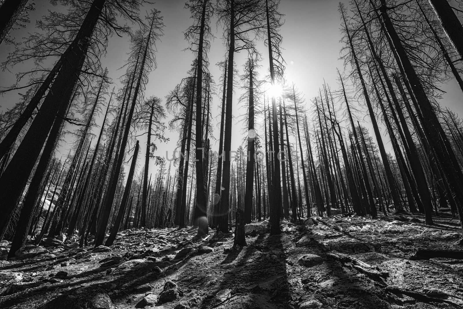 Landscape in the Sierra Nevada Mountains by patricklienin