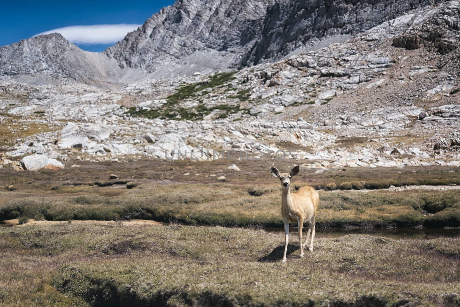 Mountain landscape in the Sierra Nevada mountains, California