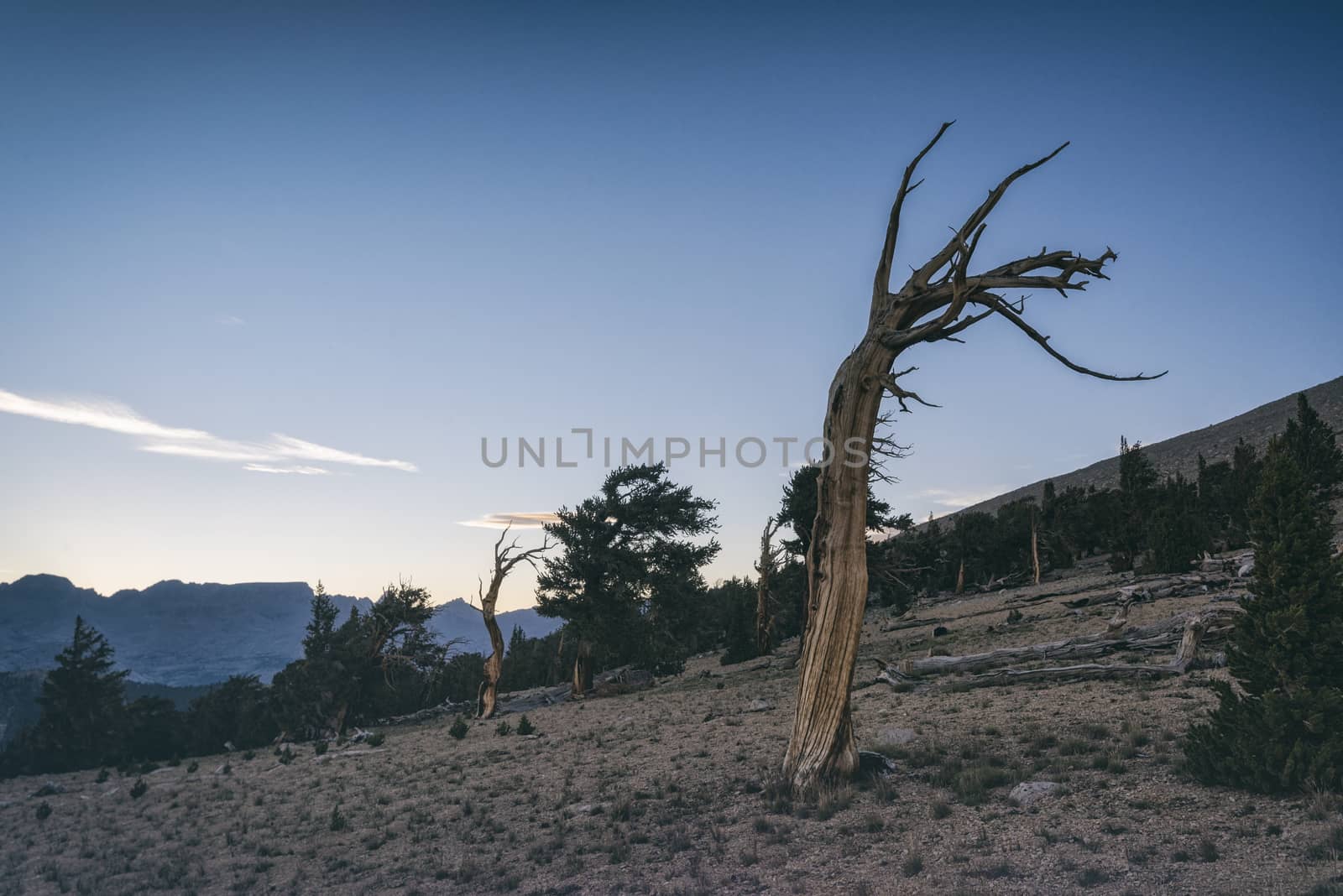 Landscape in the Sierra Nevada Mountains by patricklienin