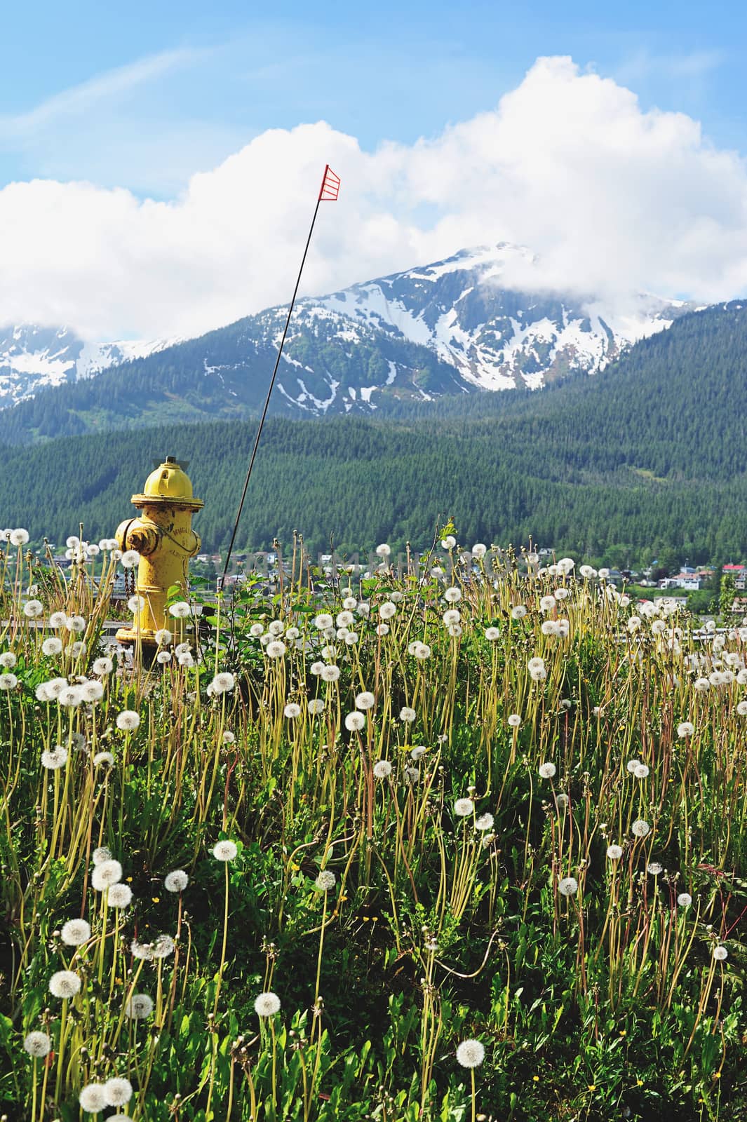 yellow hydrant in alaska mountain between dandelionы