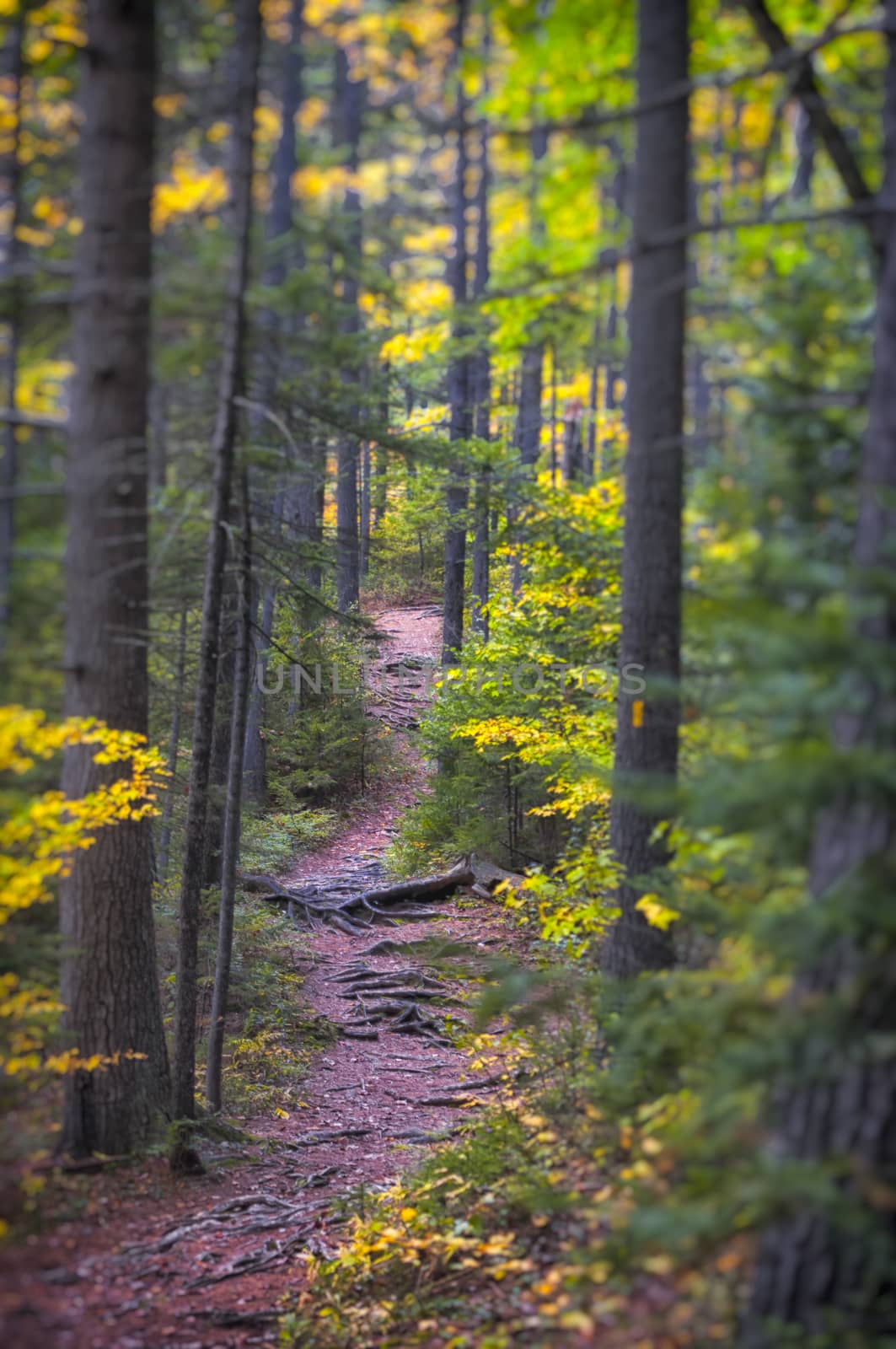 Fall foliage in New Hampshire, New England