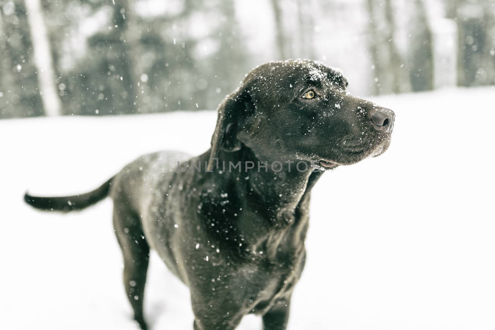 Dog is playing in the snow and is having fun