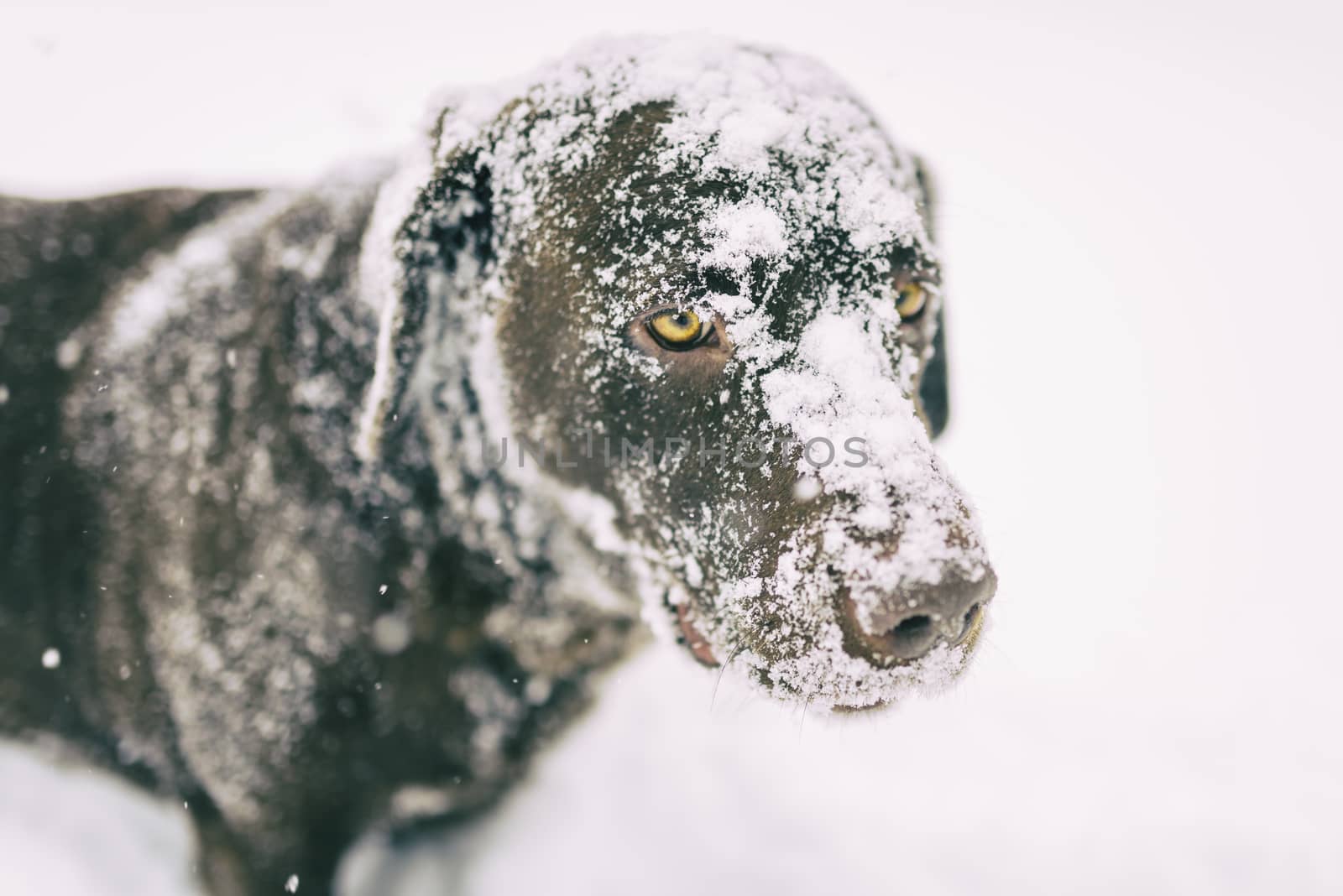 Dog is playing in the snow and is having fun