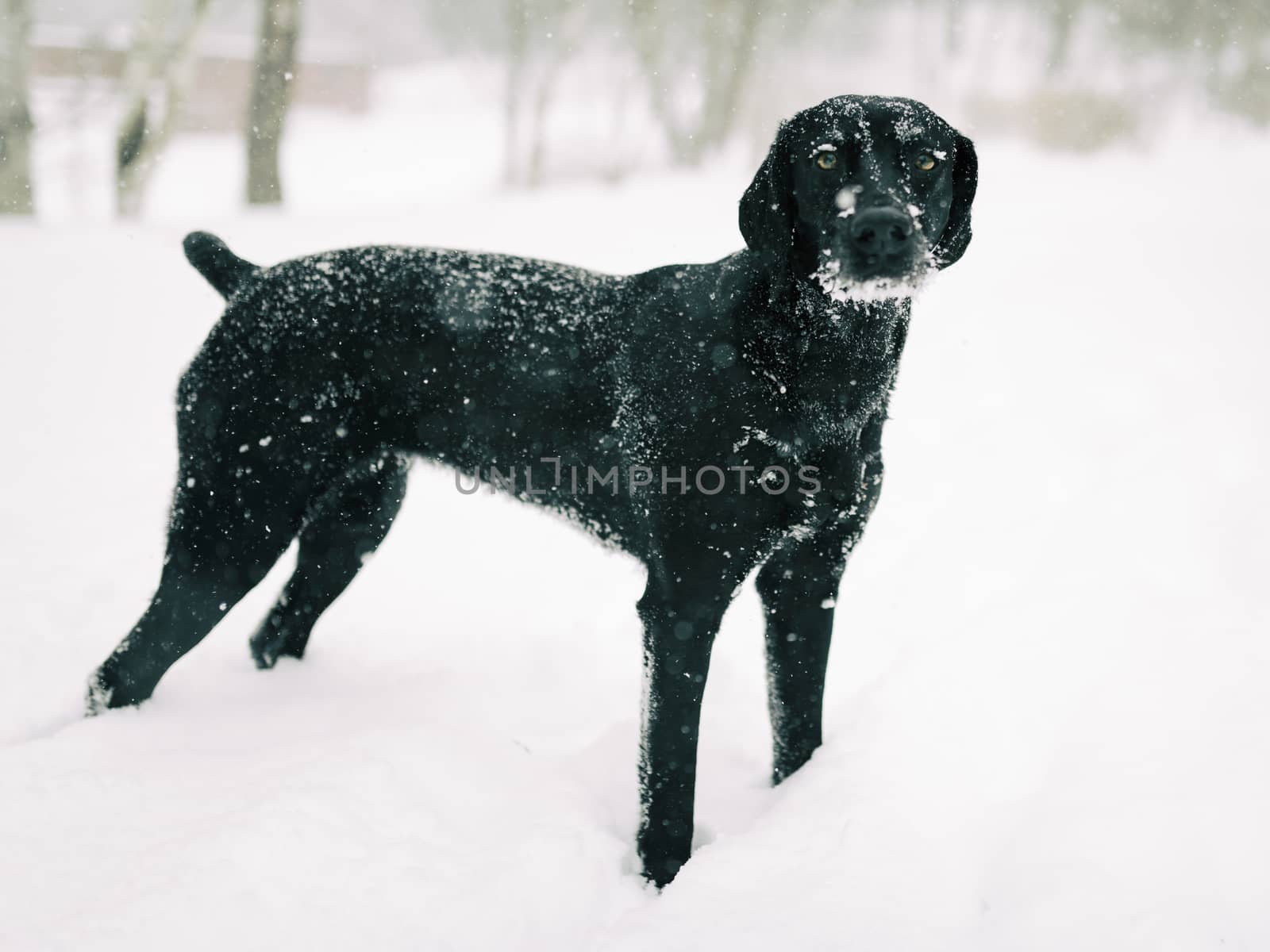 Dog is playing in the snow and is having fun