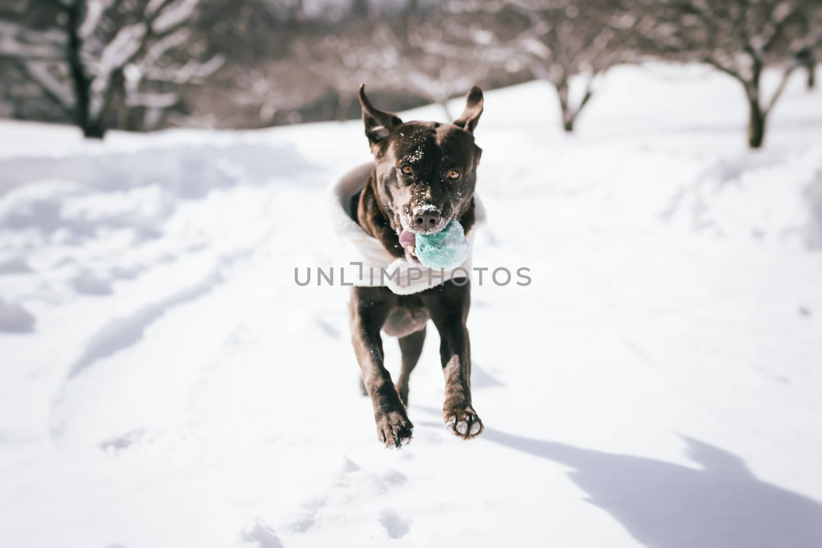 Dog is playing in the snow and is having fun