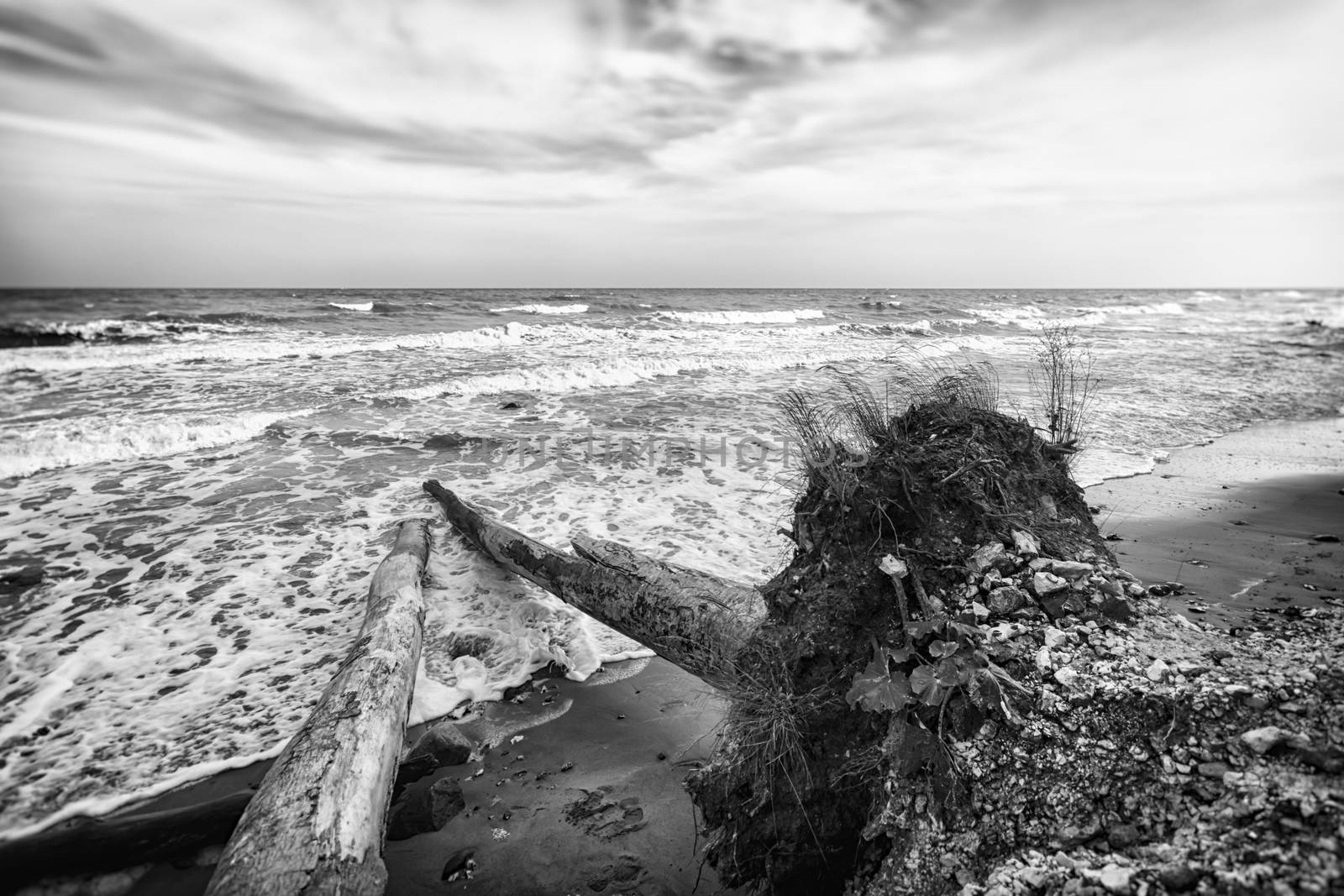 Trees are collapsing into the ocean due to the force of it