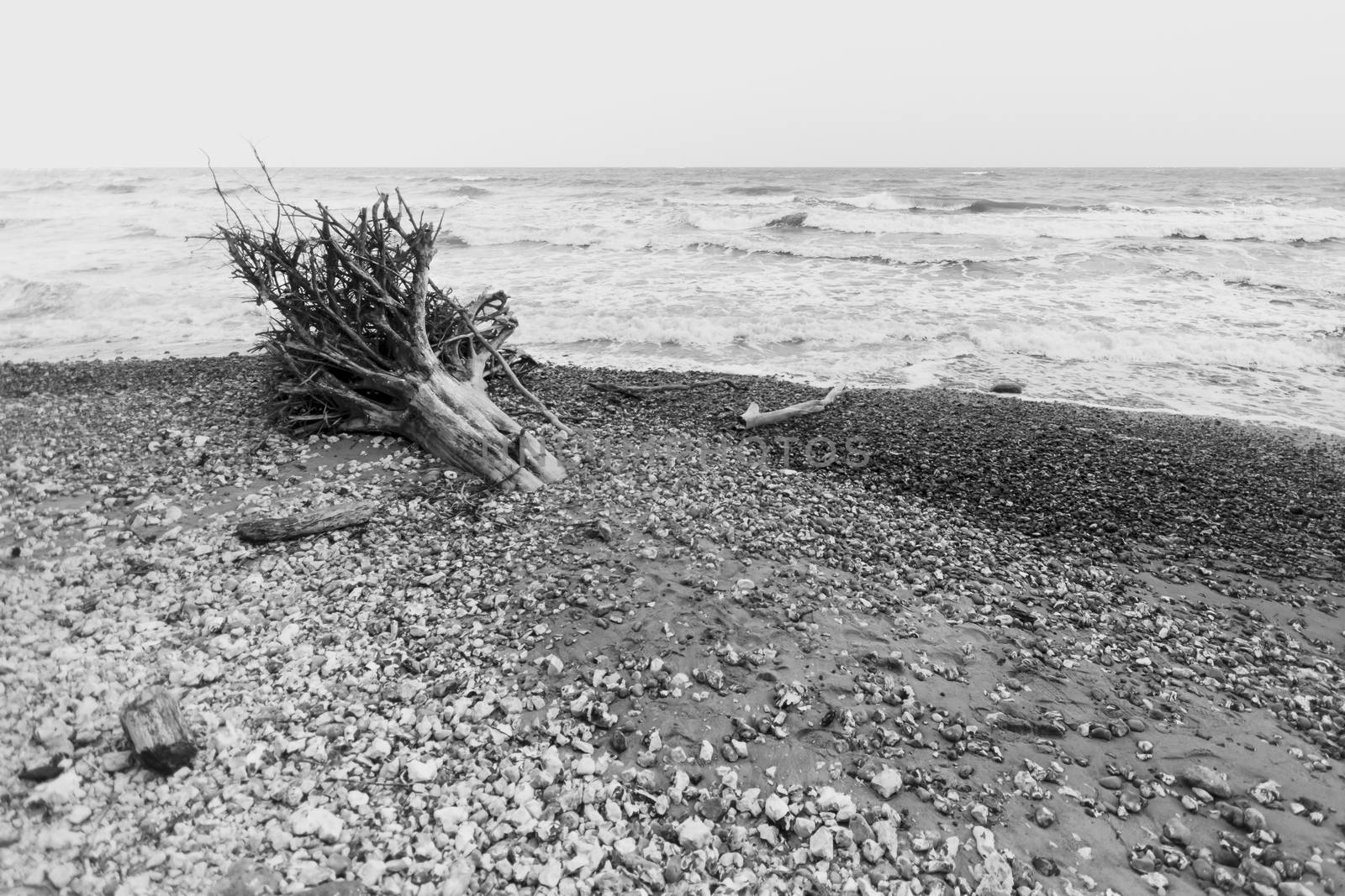 Trees are collapsing into the ocean due to the force of it