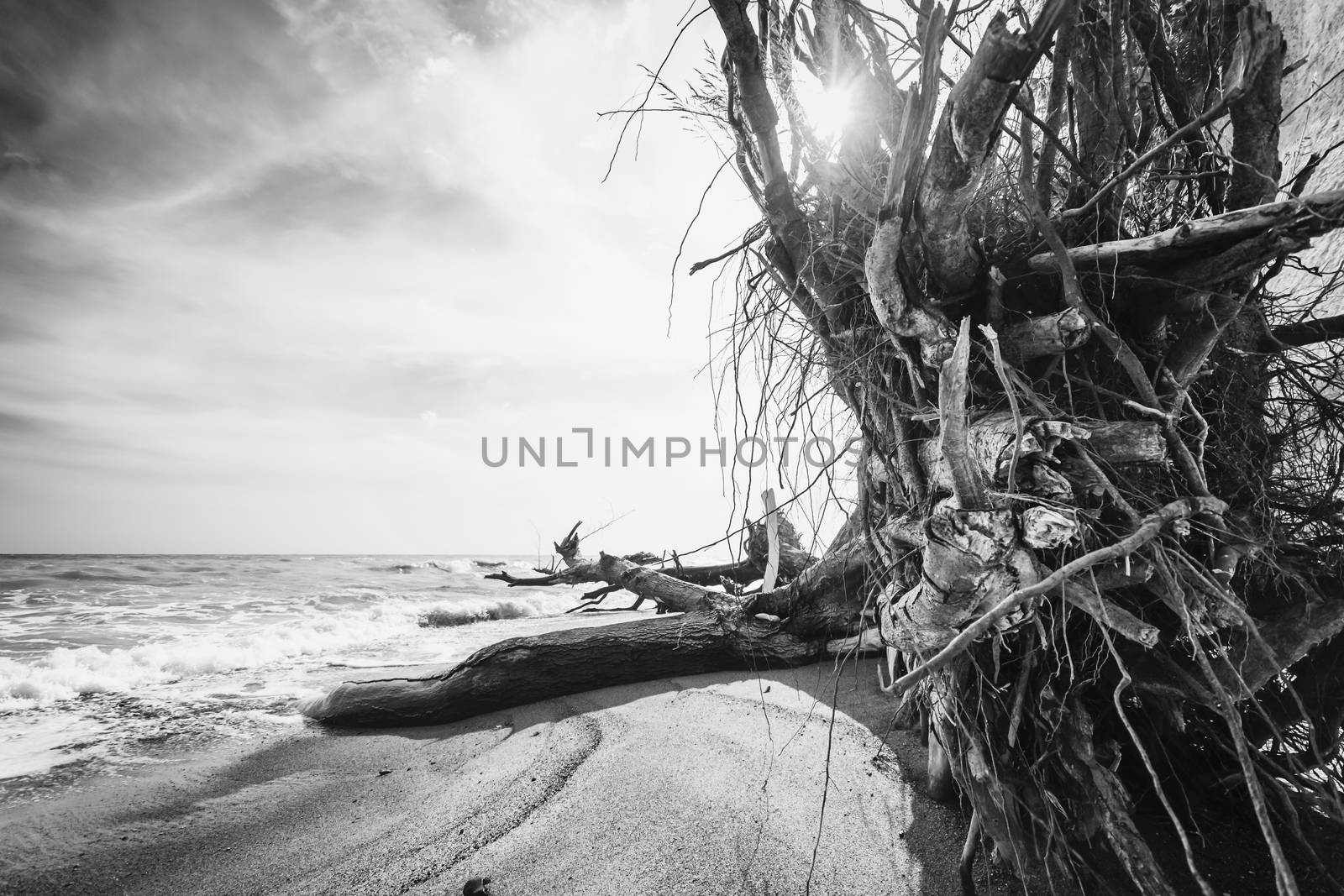 Trees are collapsing into the ocean due to the force of it