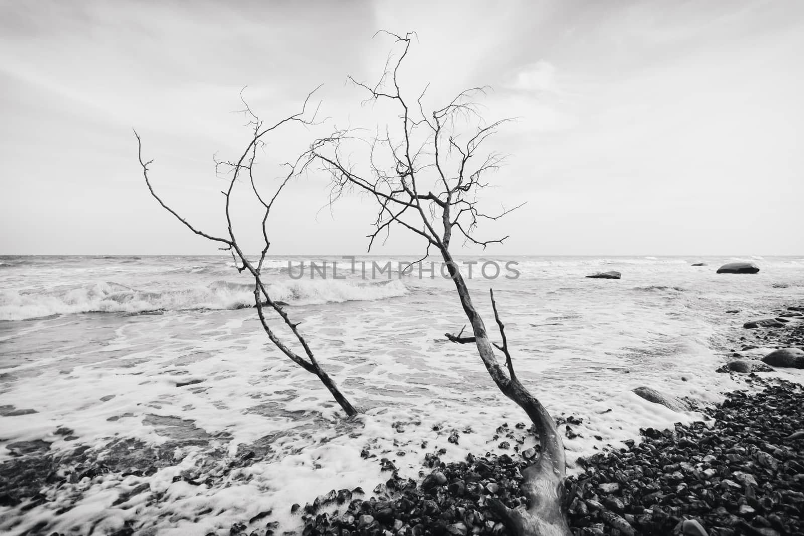 Trees are collapsing into the ocean due to the force of it