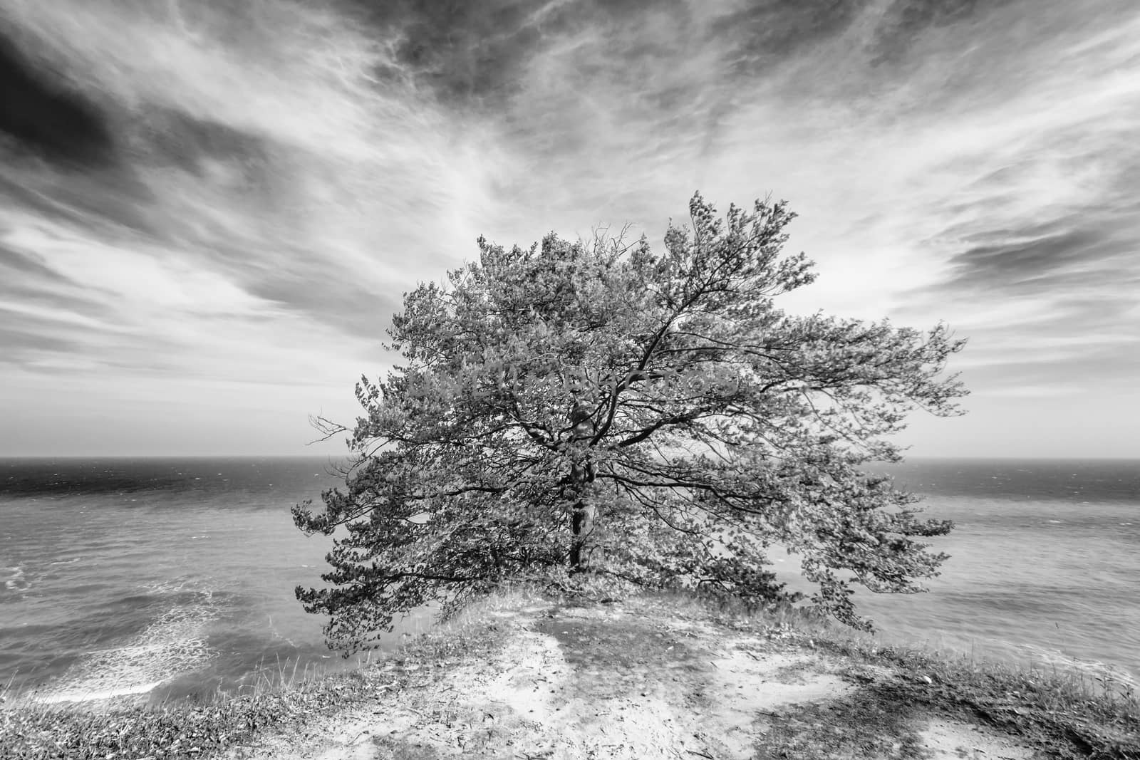 Trees are collapsing into the ocean due to the force of it