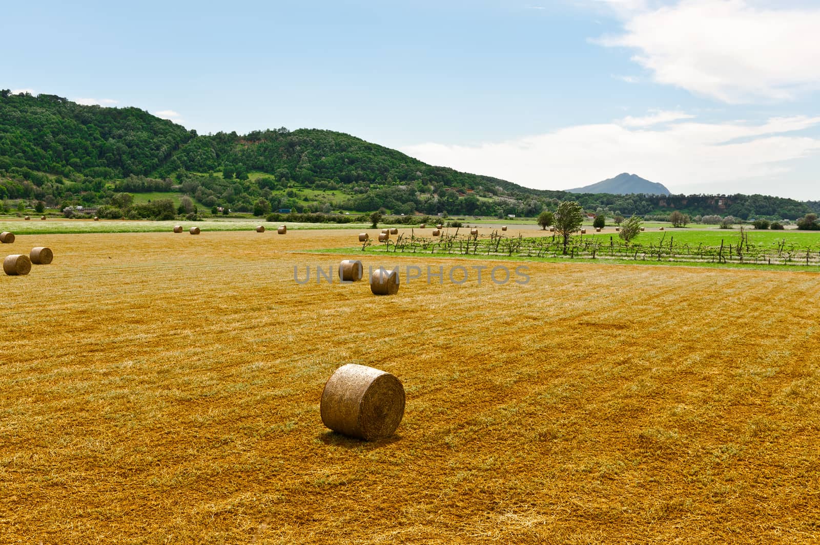 Landscape with Many Hay Bales and Vineyard in Italy