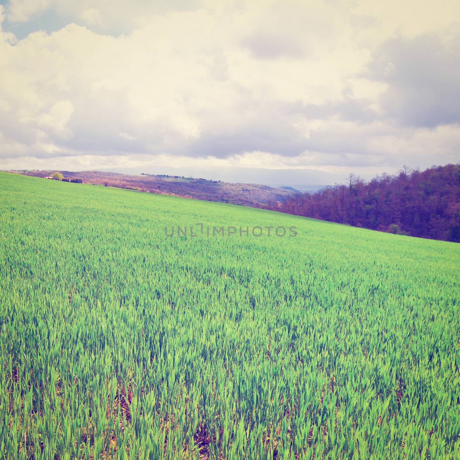 Green Sloping Meadows of Tuscany, Instagram Effect