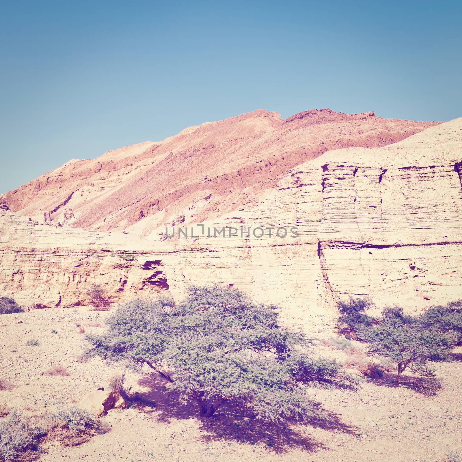Canyon in the Judean Desert in Spring, Instagram Effect