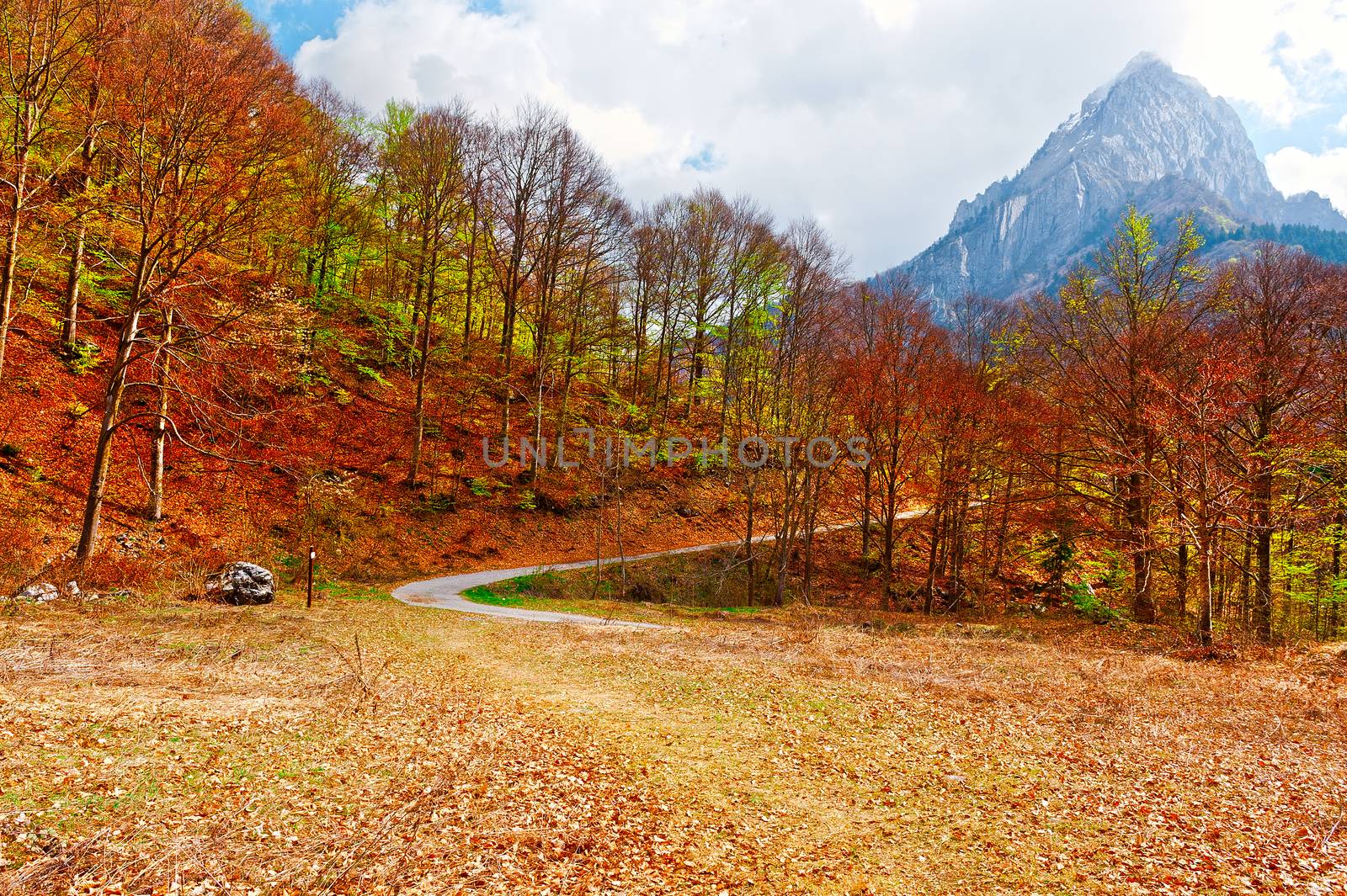 Dirt Forest Road on the Slopes of the Italian Alps in Piedmont
