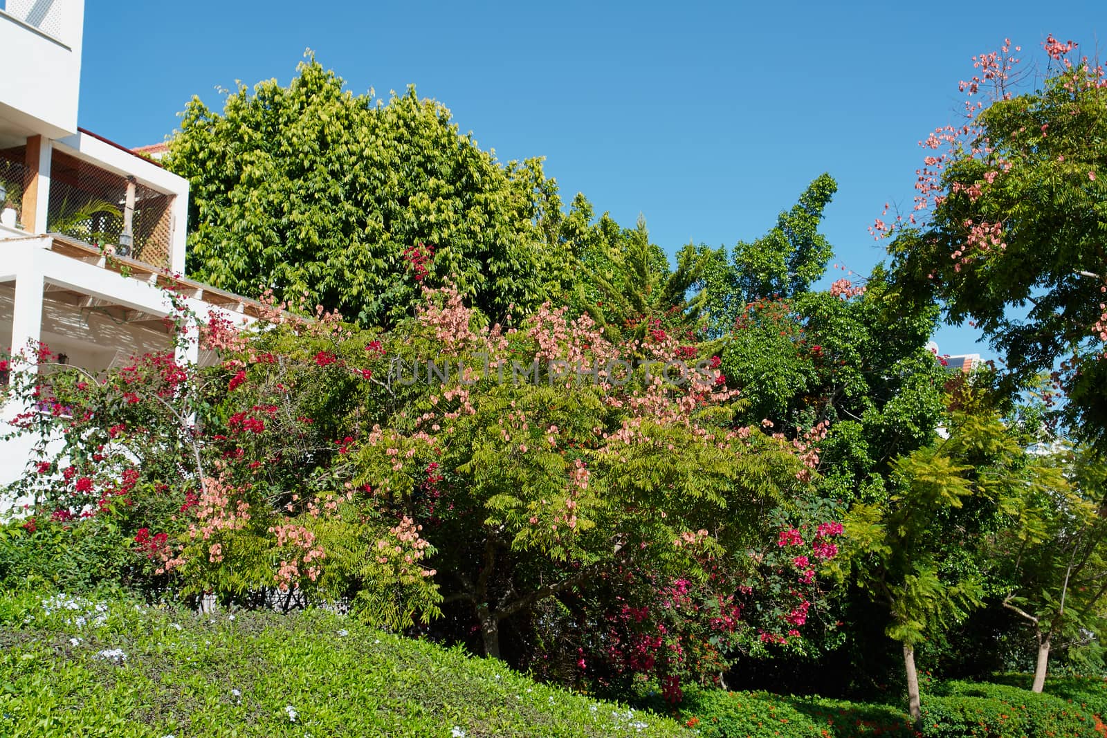 Blooming bush in a city park with clear blue summer sky                        