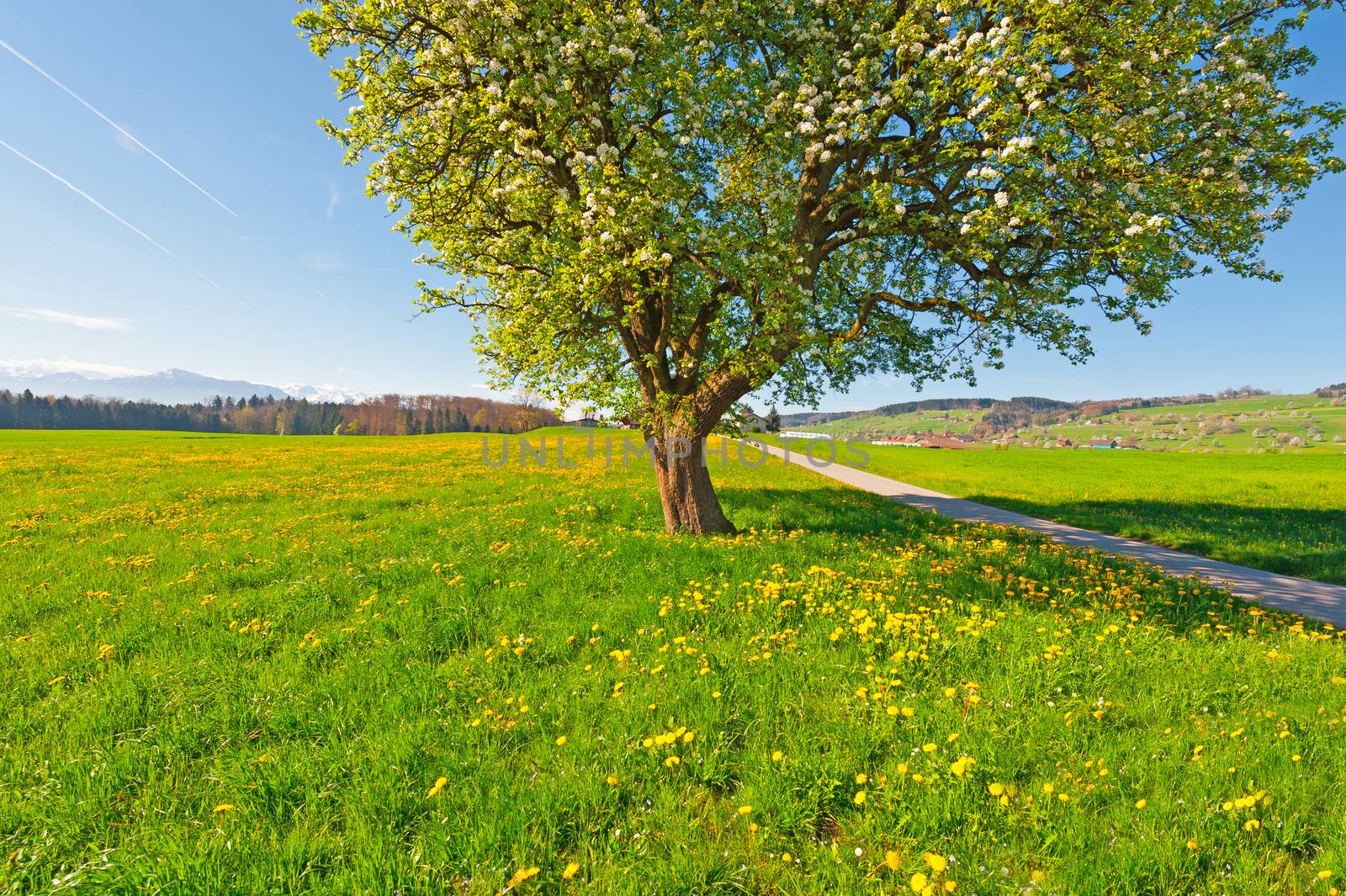 Solitary Flowering Tree Surrounded by Sloping Meadows in Switzerland on the Background of Snow-capped Alps